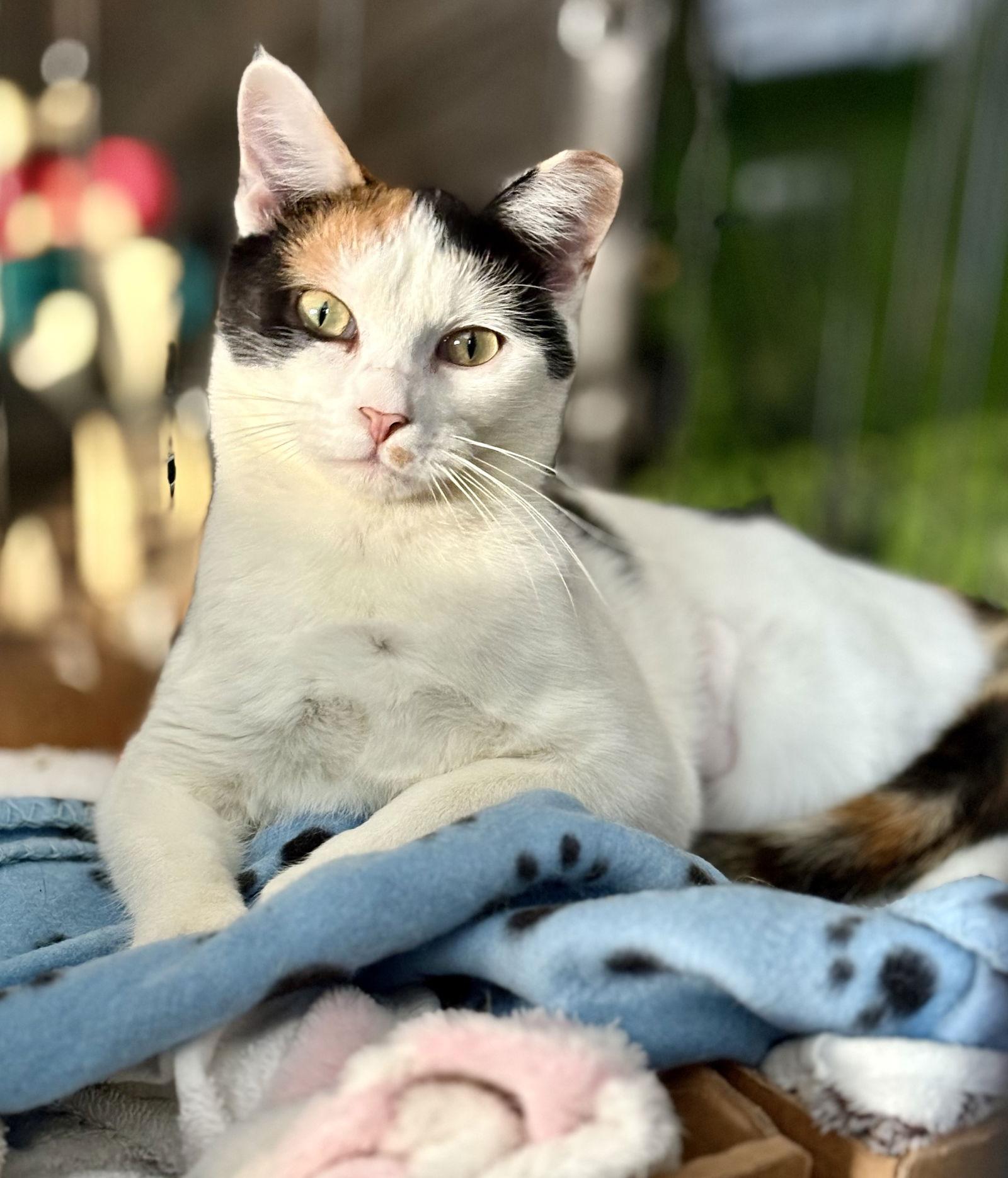 Enlarge Mavis, a Adoptable Calico in Flint Hill, VA image 2/3