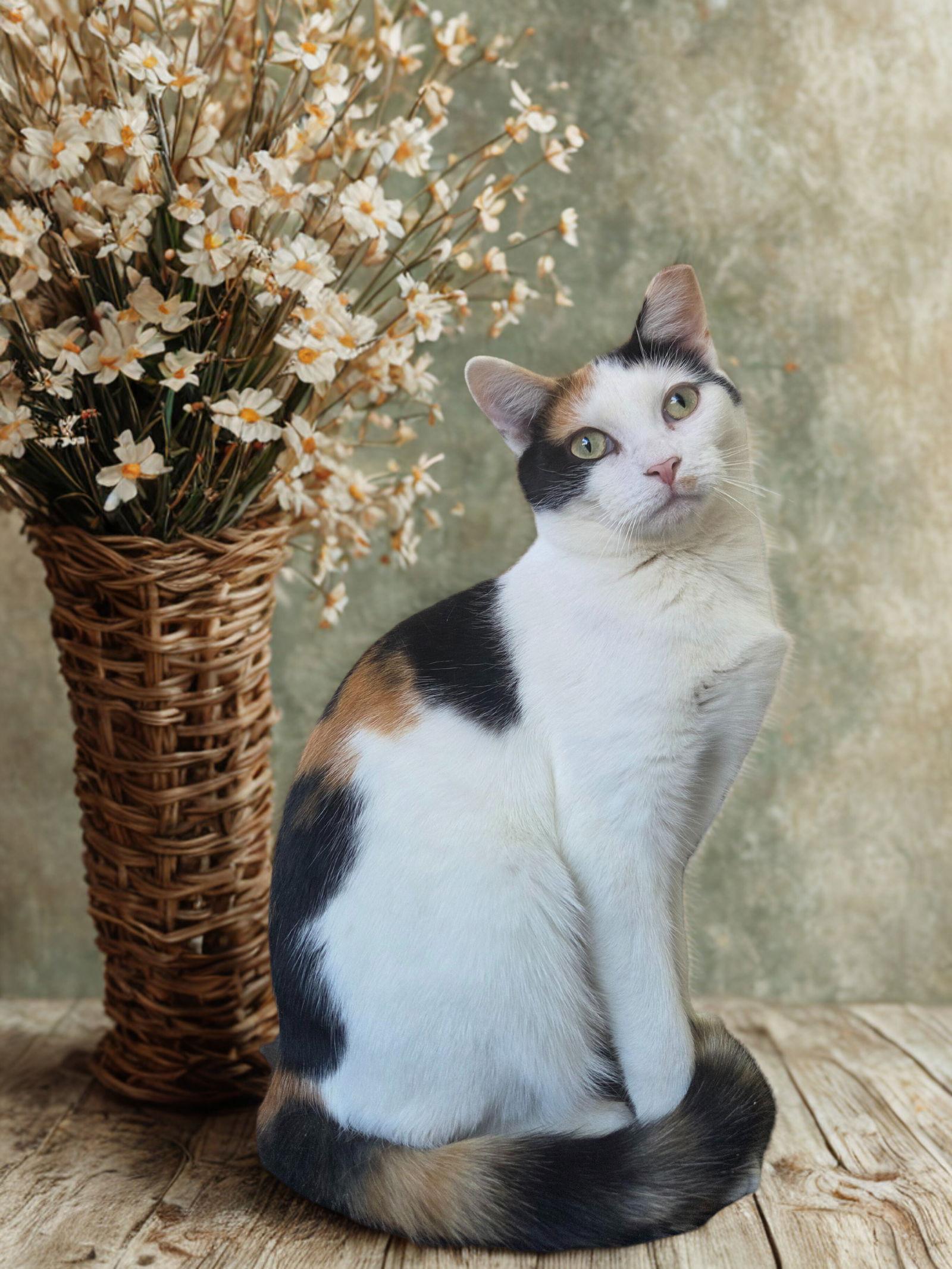 Enlarge Mavis, a Adoptable Calico in Flint Hill, VA image 3/3