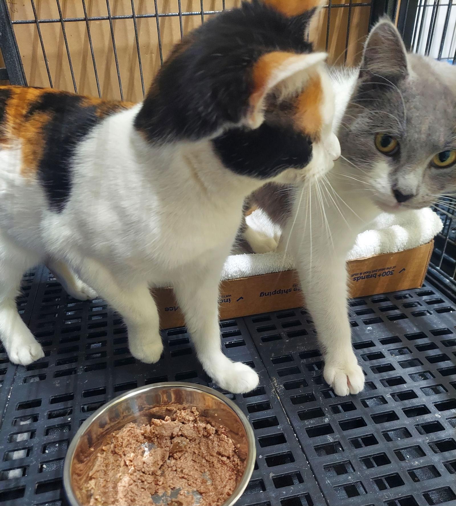 Enlarge Mavis, a Adoptable Calico in Flint Hill, VA image 2/2