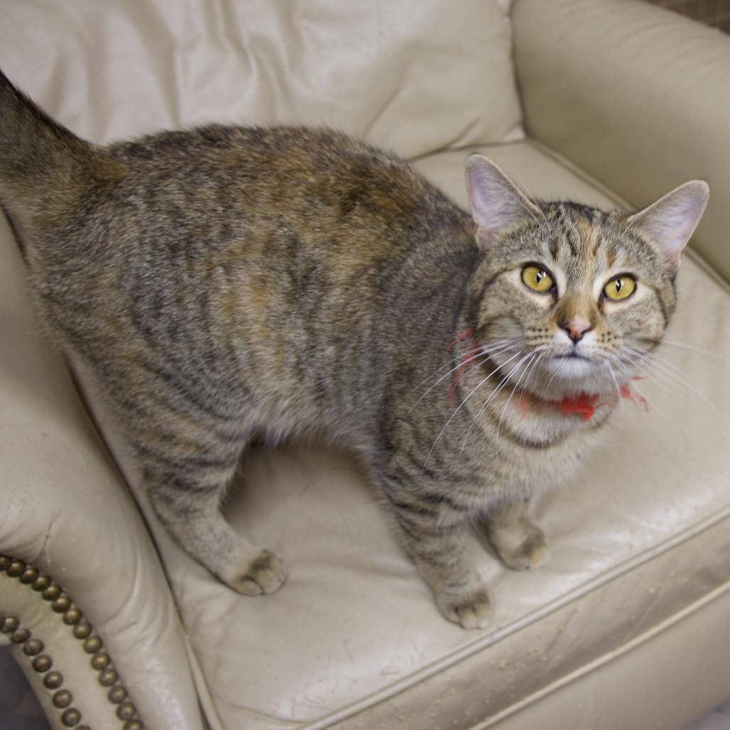 Sammy, Adoptable, Young Female Domestic Short Hair.