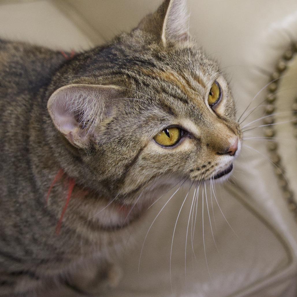 Sammy, Adoptable, Young Female Domestic Short Hair.