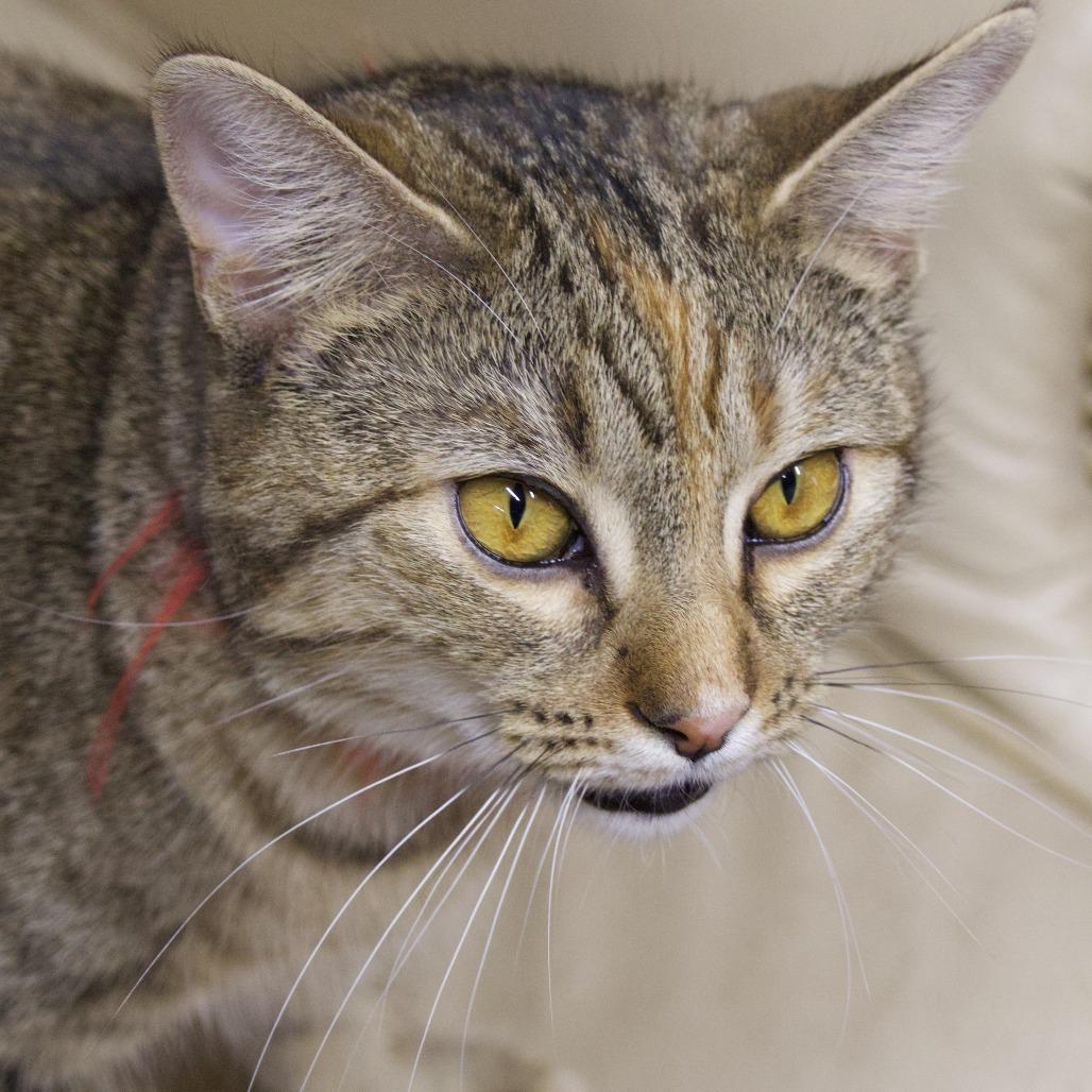 Enlarge Sammy, a Adoptable Domestic Short Hair in Delta, AL image 2/3