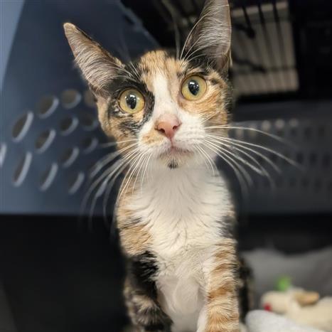 Enlarge Ellie, a Adoptable Domestic Short Hair in Houston, TX image 1/1