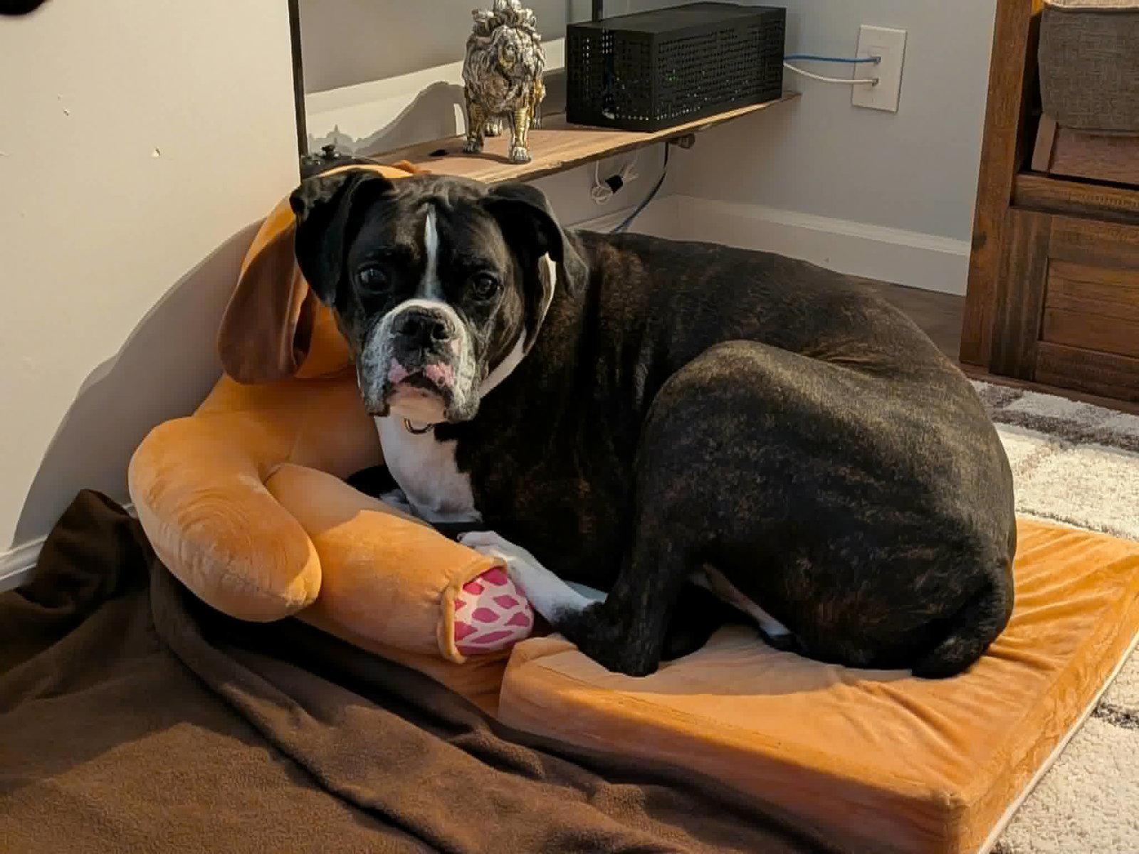 Cody, Adopted, Senior Male Boxer.