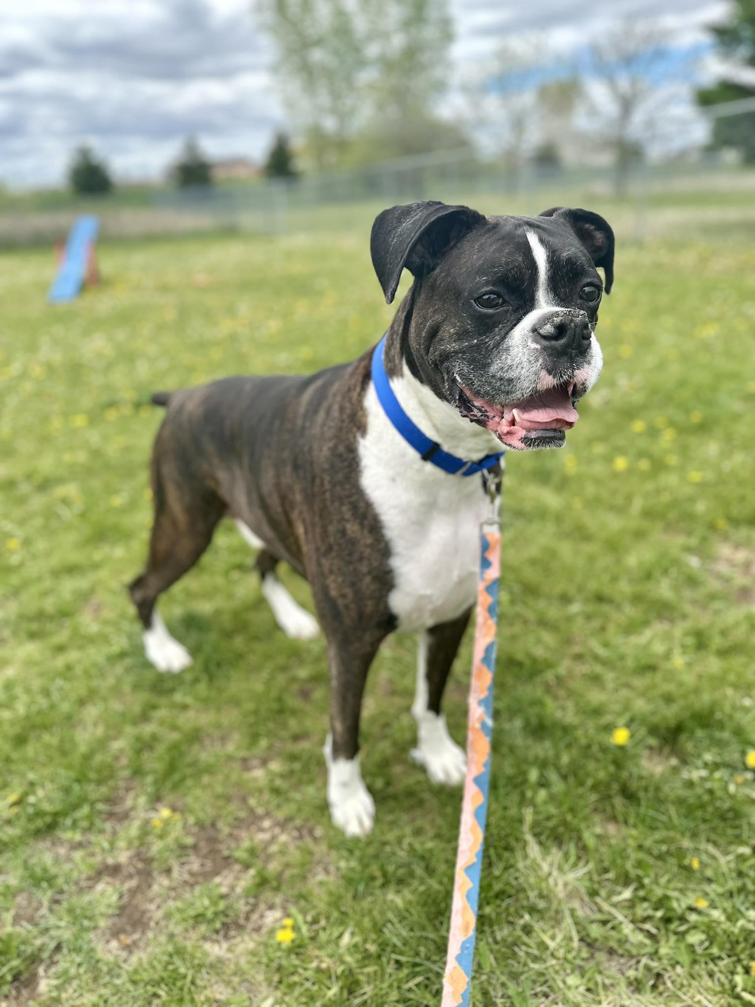 Enlarge Cody, a Adopted Boxer in Woodbury, MN image 2/3