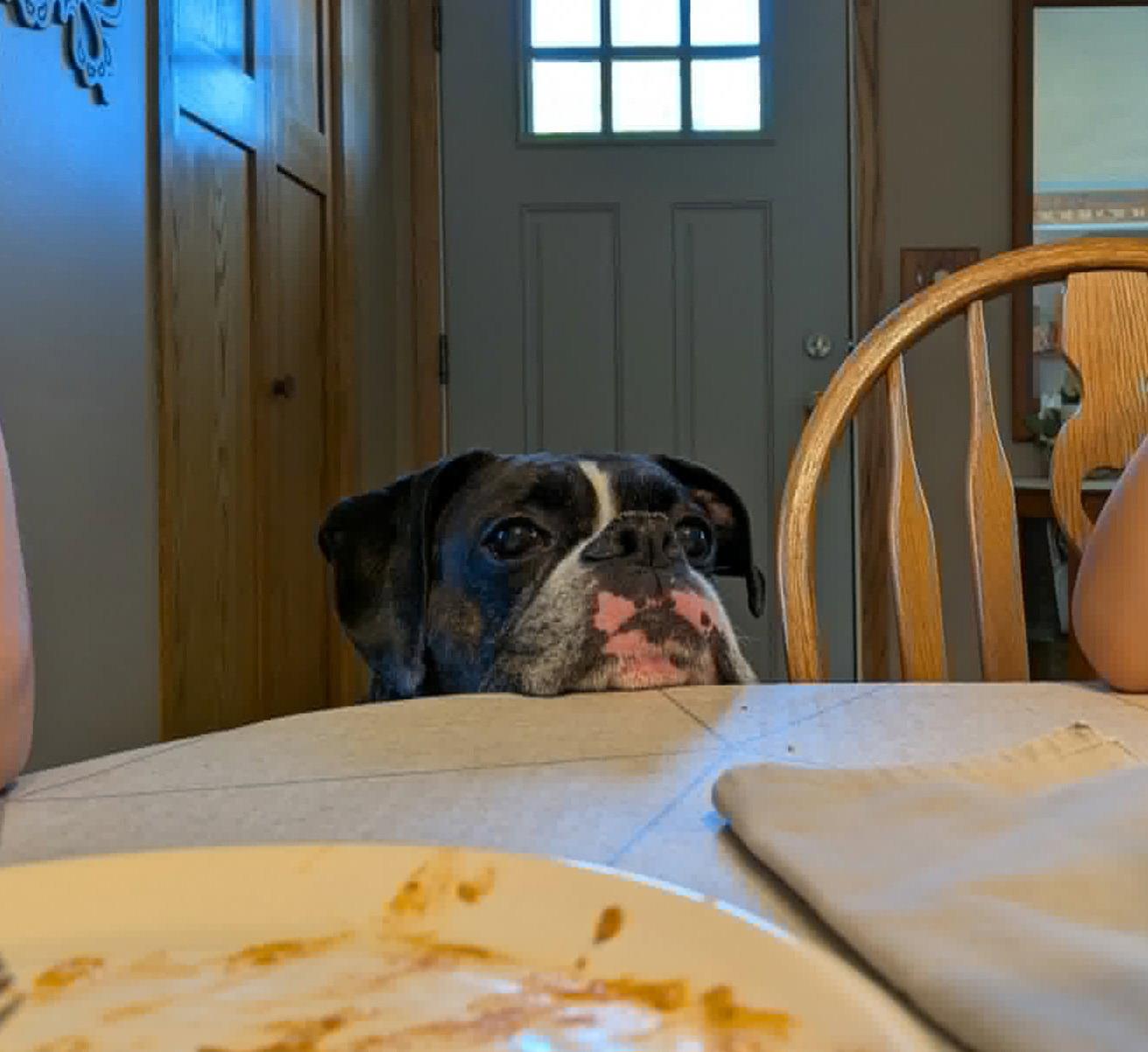 Enlarge Cody, a Adopted Boxer in Woodbury, MN image 3/3