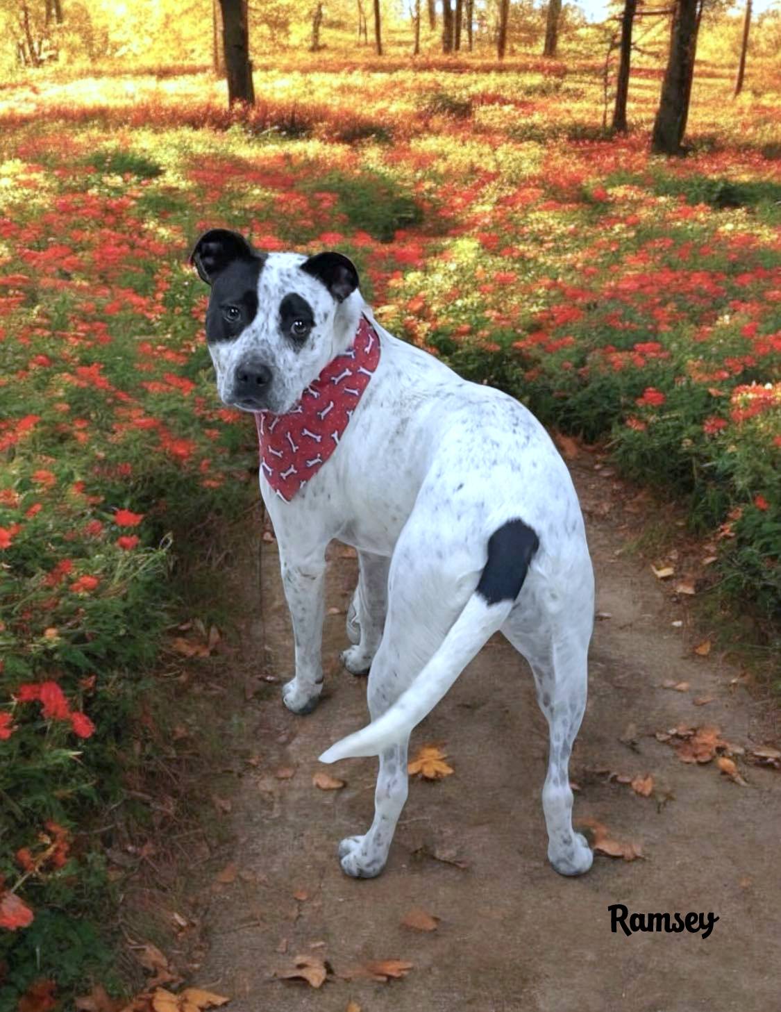 RAMSEY, Adoptable, Adult Female Pit Bull Terrier & Labrador Retriever.