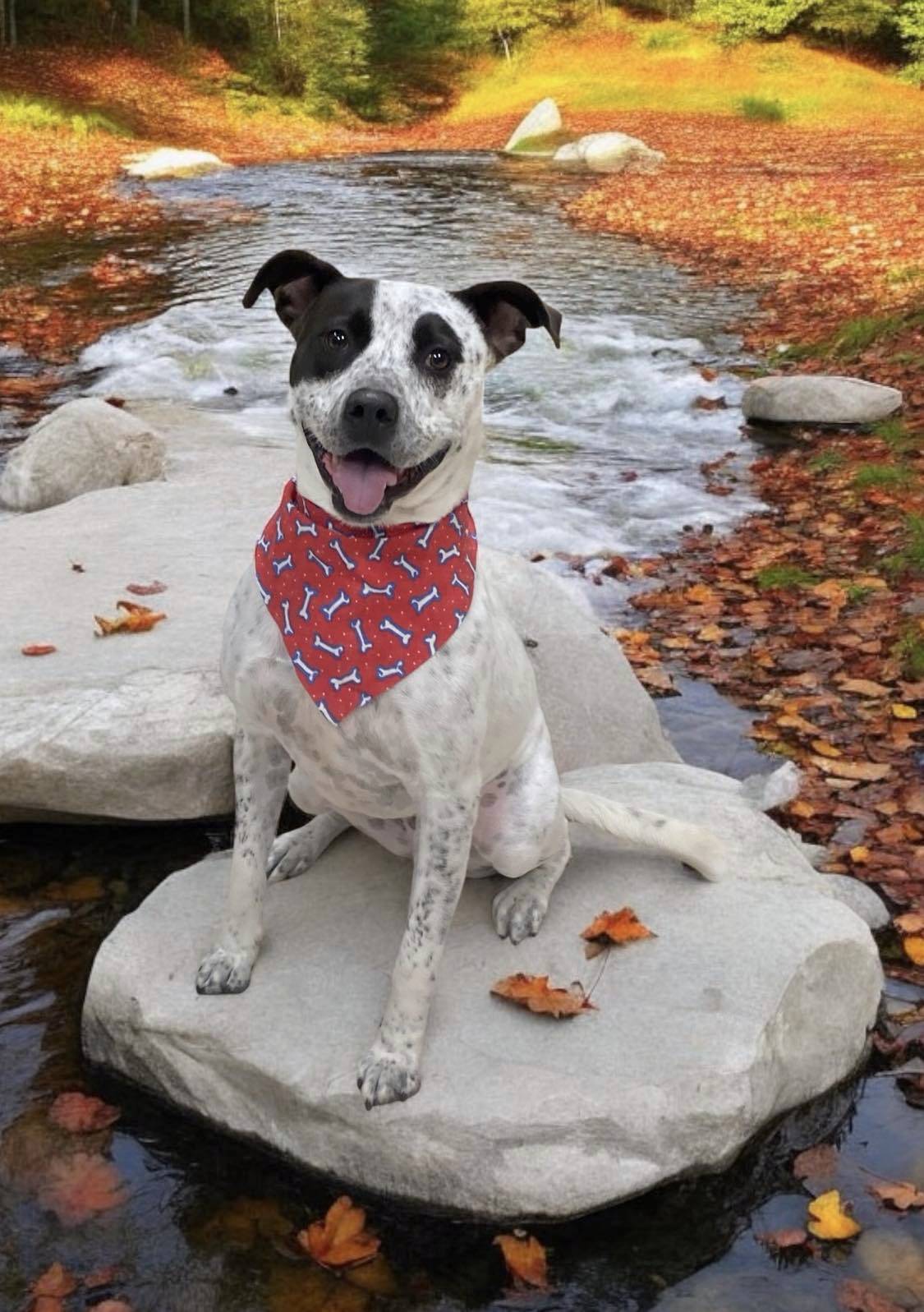 RAMSEY, a Adoptable mixed breed in Sumter, SC image 3/5