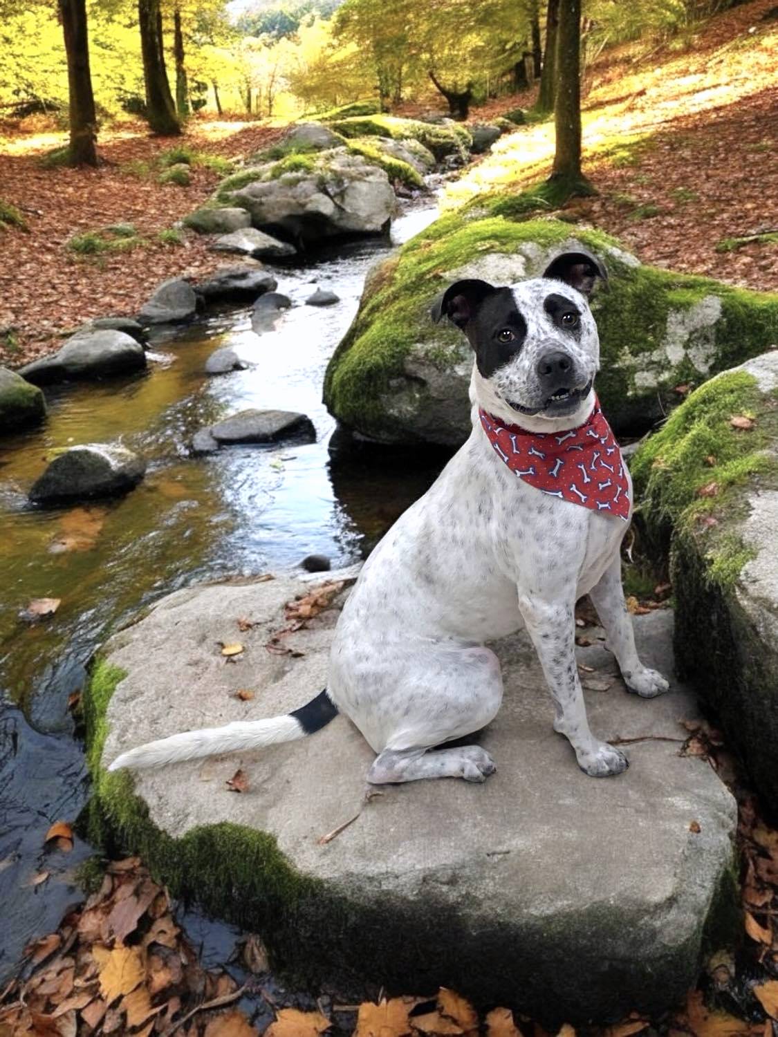 RAMSEY, a Adoptable mixed breed in Sumter, SC image 4/5