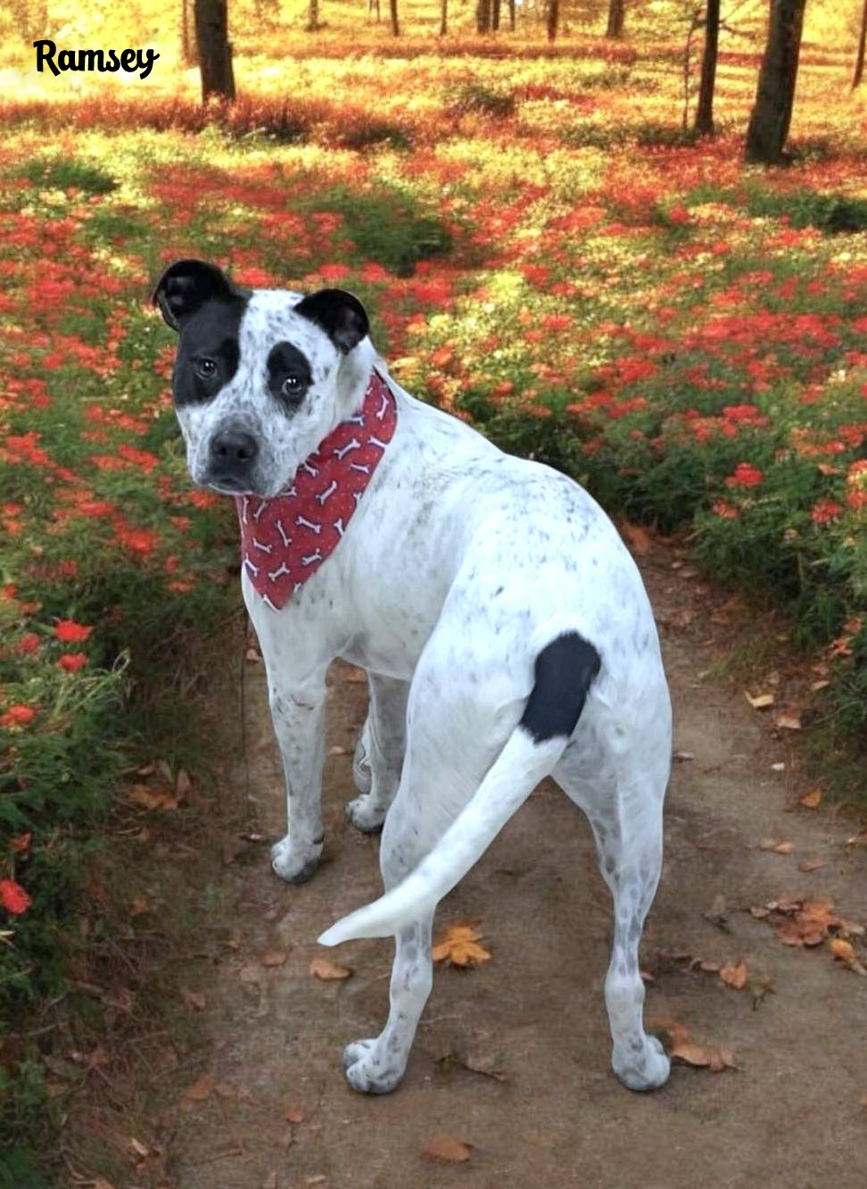 RAMSEY, a Adoptable mixed breed in Sumter, SC image 5/5