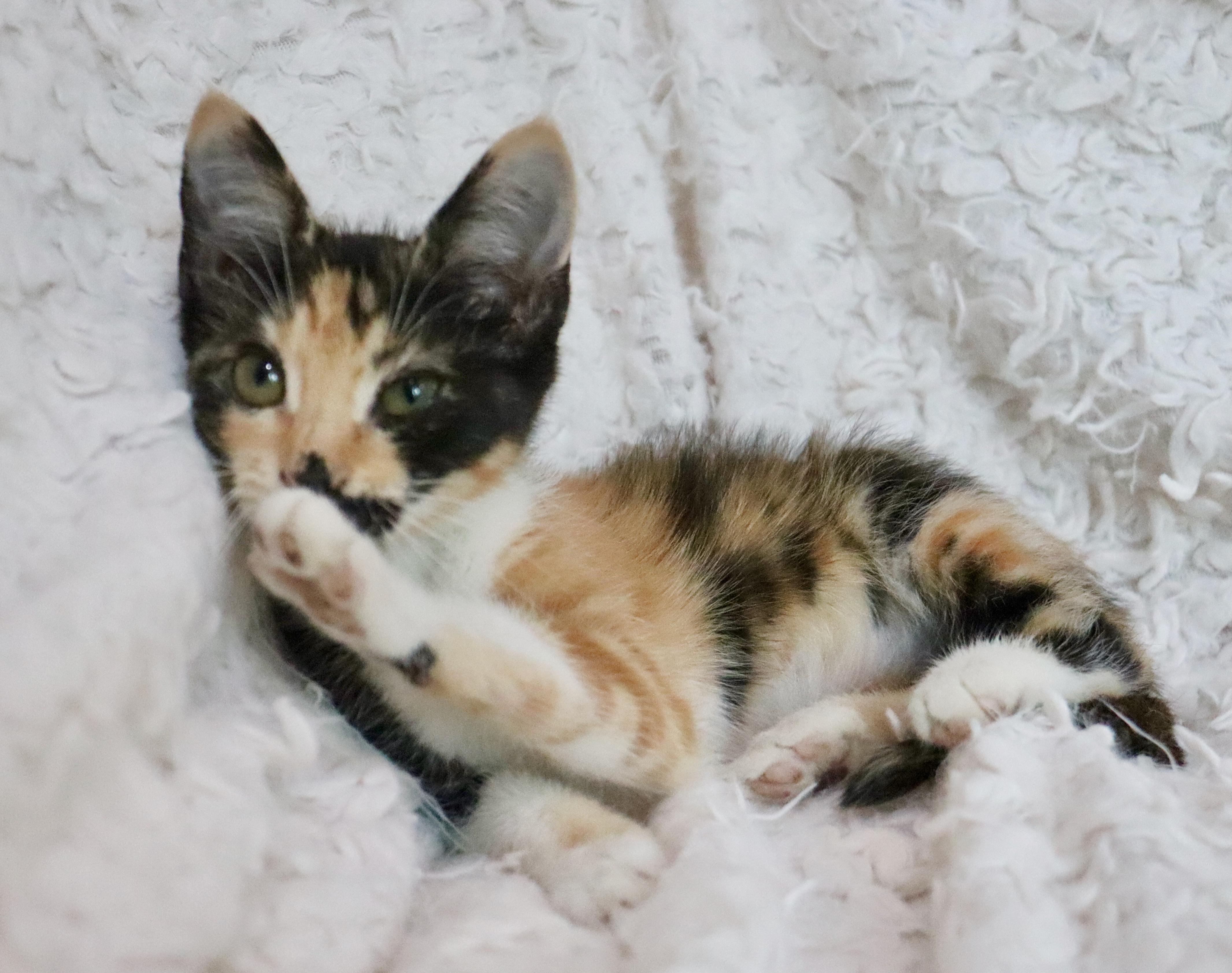 Enlarge Mochi, a Adopted mixed breed in Saint Augustine, FL image 3/6
