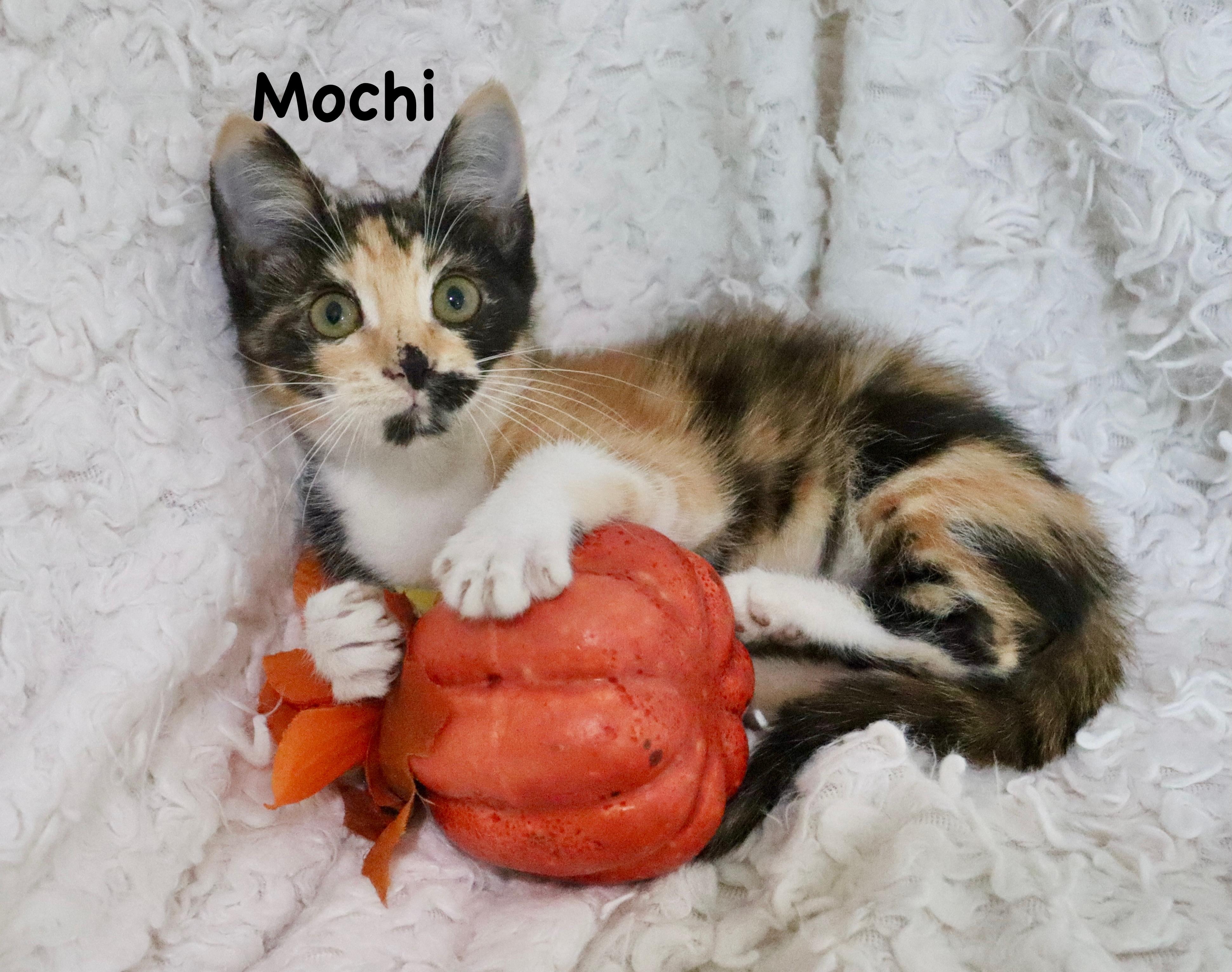 Enlarge Mochi, a Adopted mixed breed in Saint Augustine, FL image 1/6