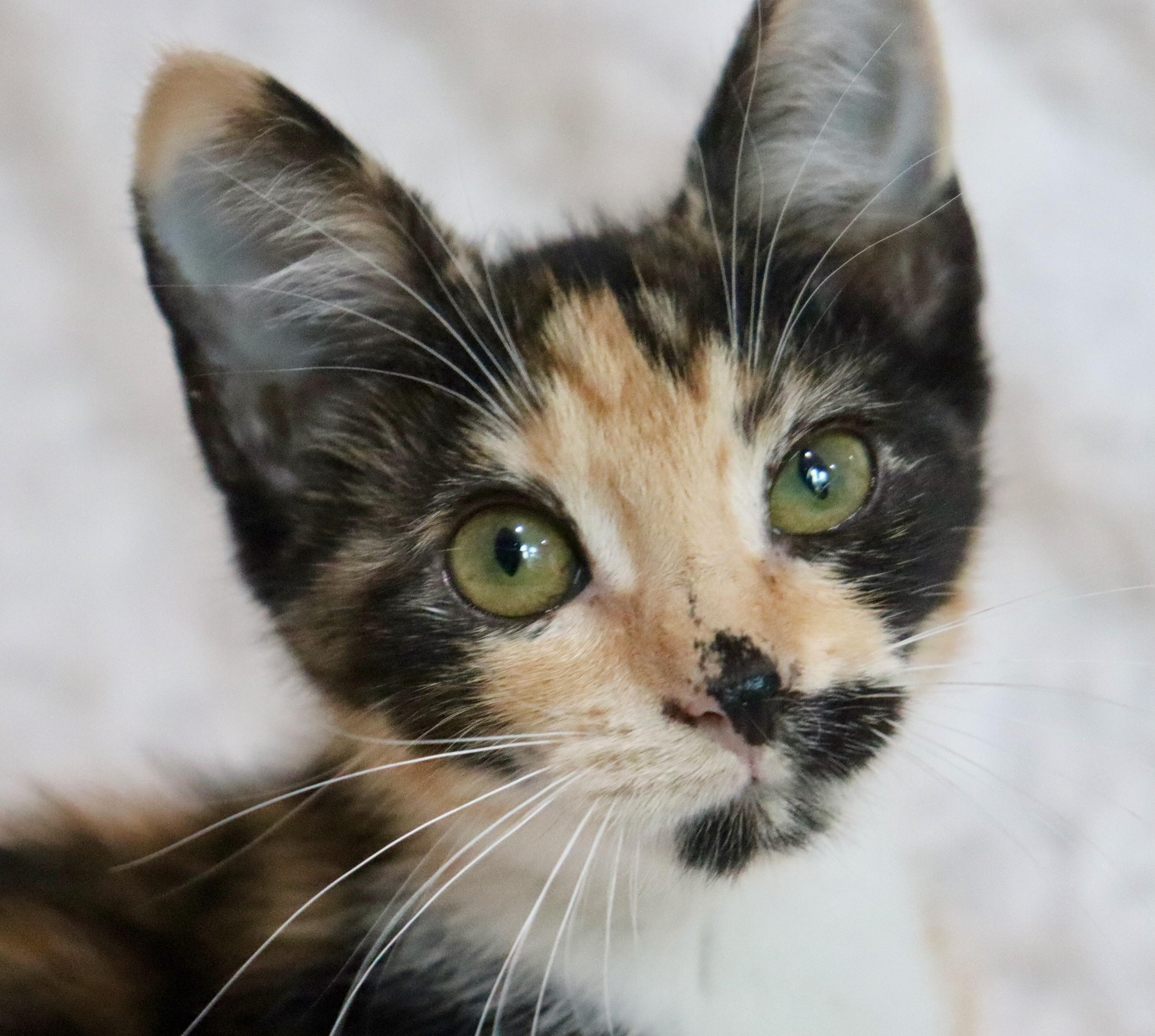 Enlarge Mochi, a Adopted mixed breed in Saint Augustine, FL image 6/6