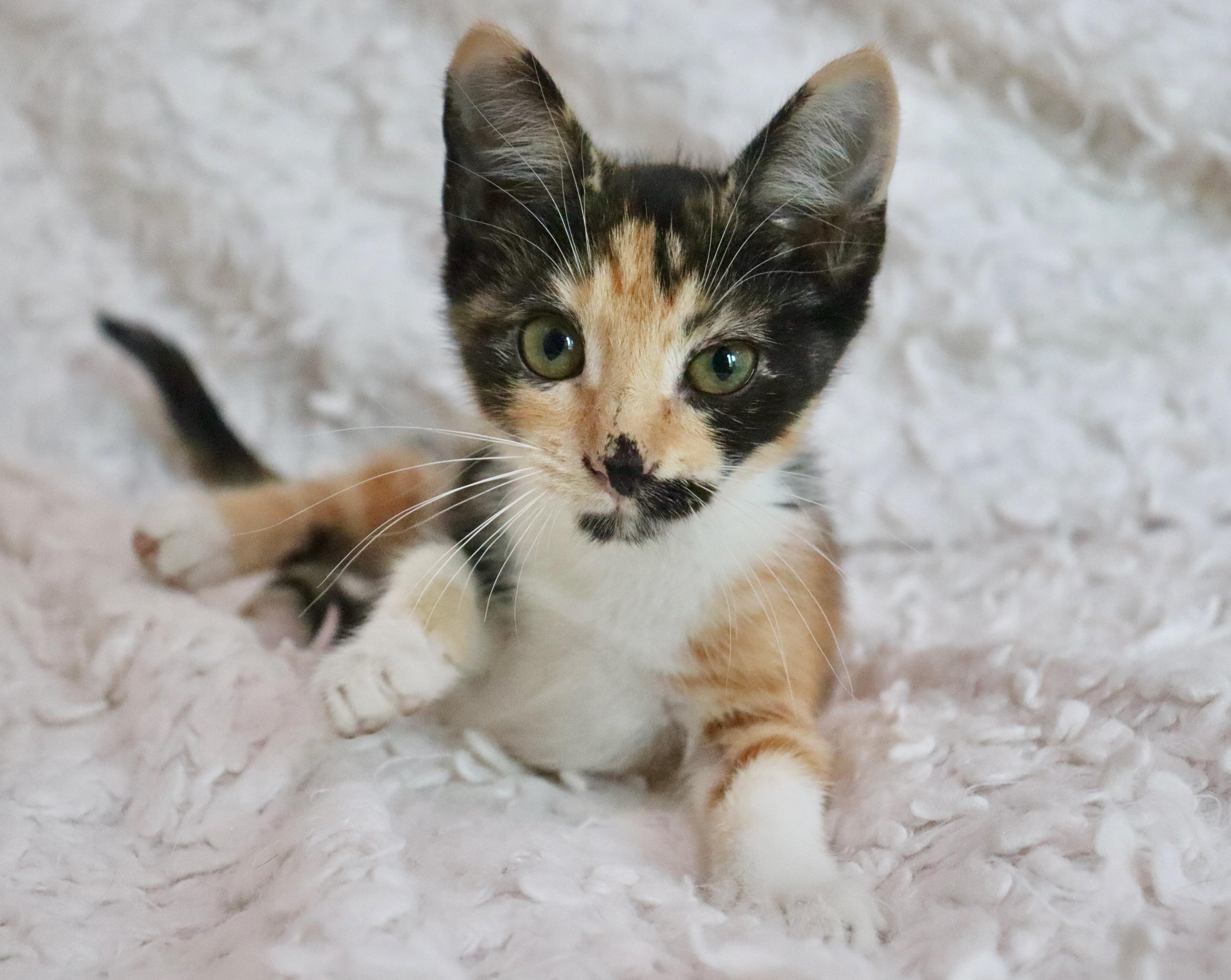 Enlarge Mochi, a Adopted mixed breed in Saint Augustine, FL image 4/6