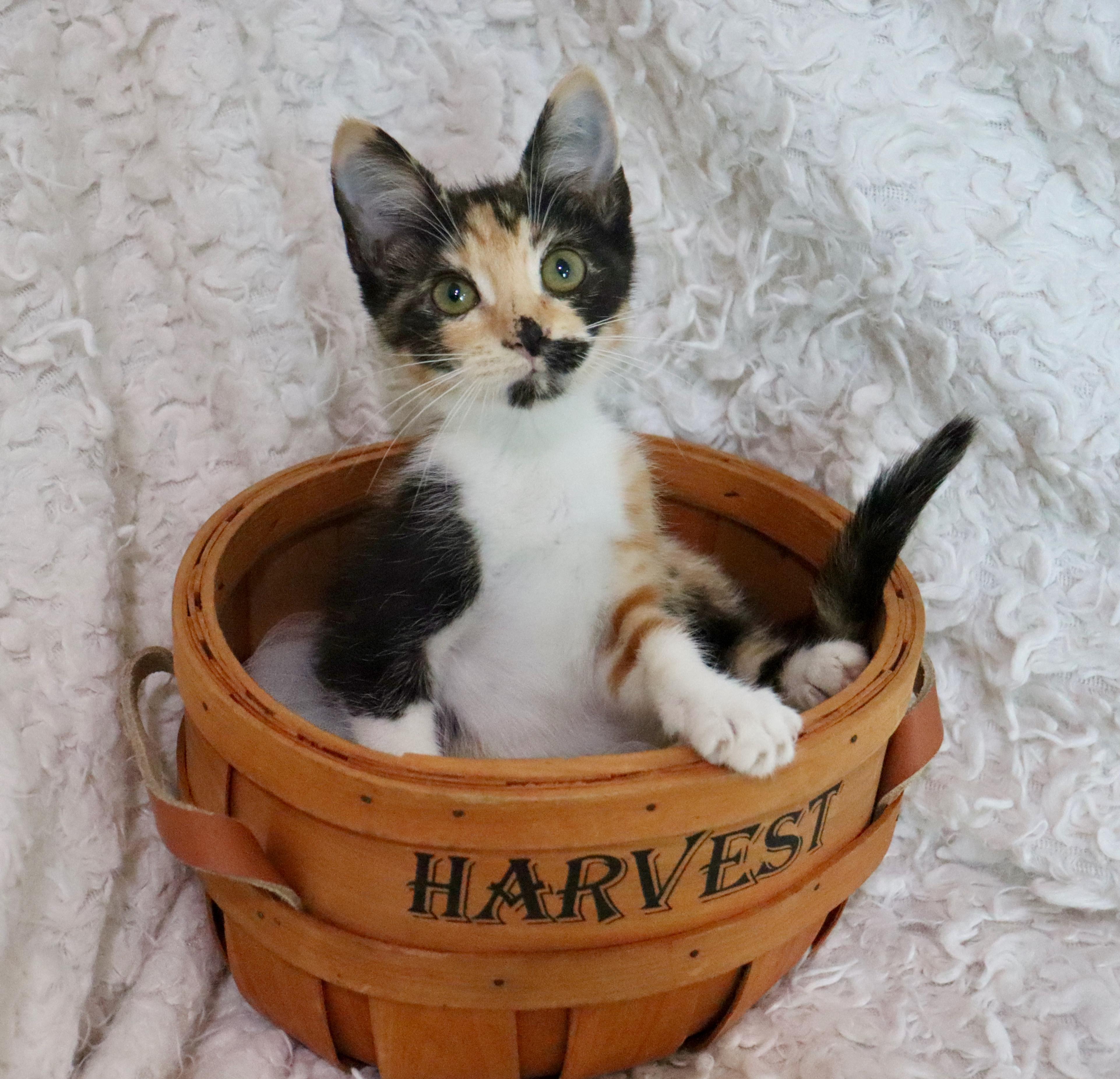 Enlarge Mochi, a Adopted mixed breed in Saint Augustine, FL image 2/6