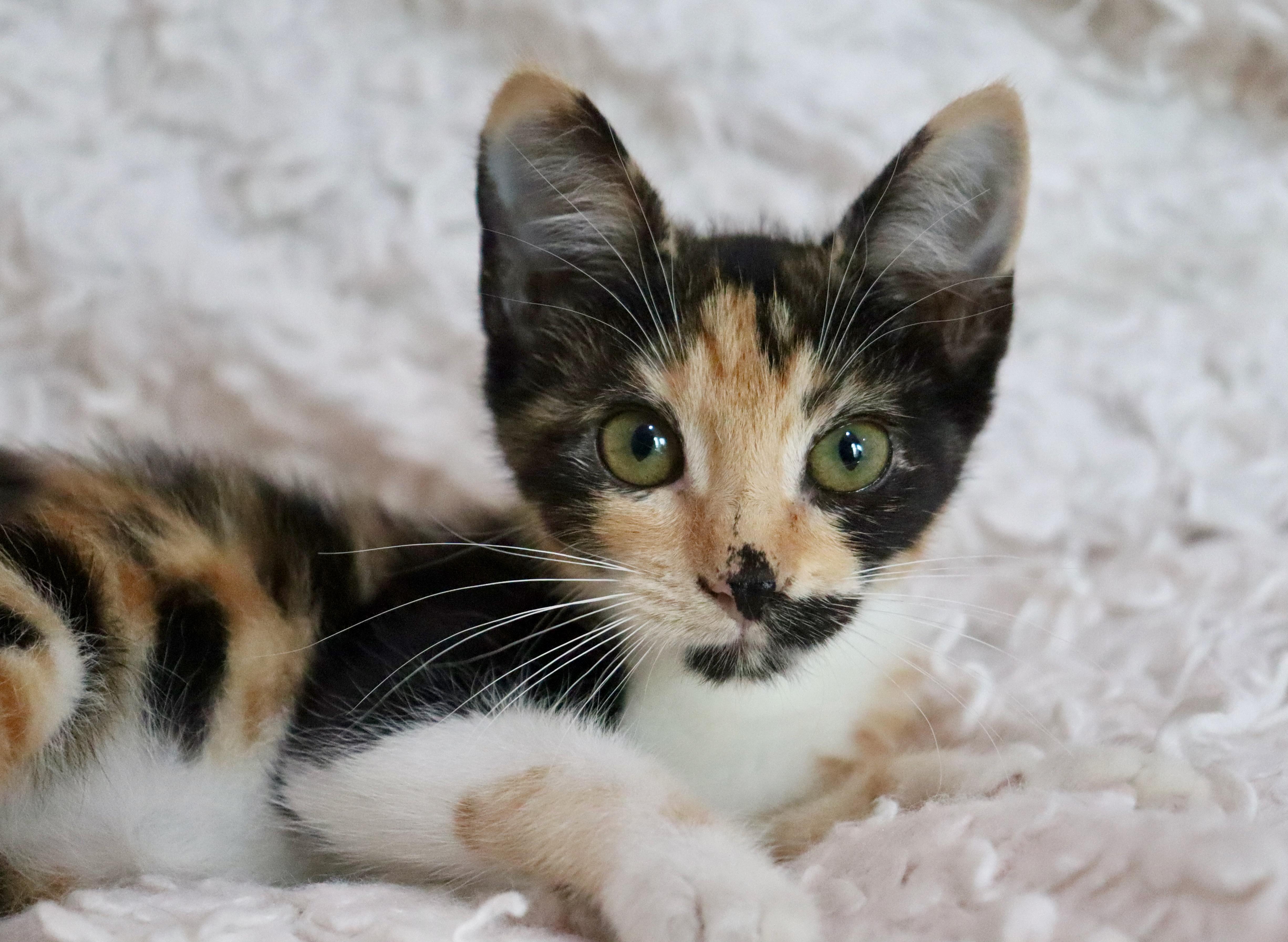 Enlarge Mochi, a Adopted mixed breed in Saint Augustine, FL image 5/6