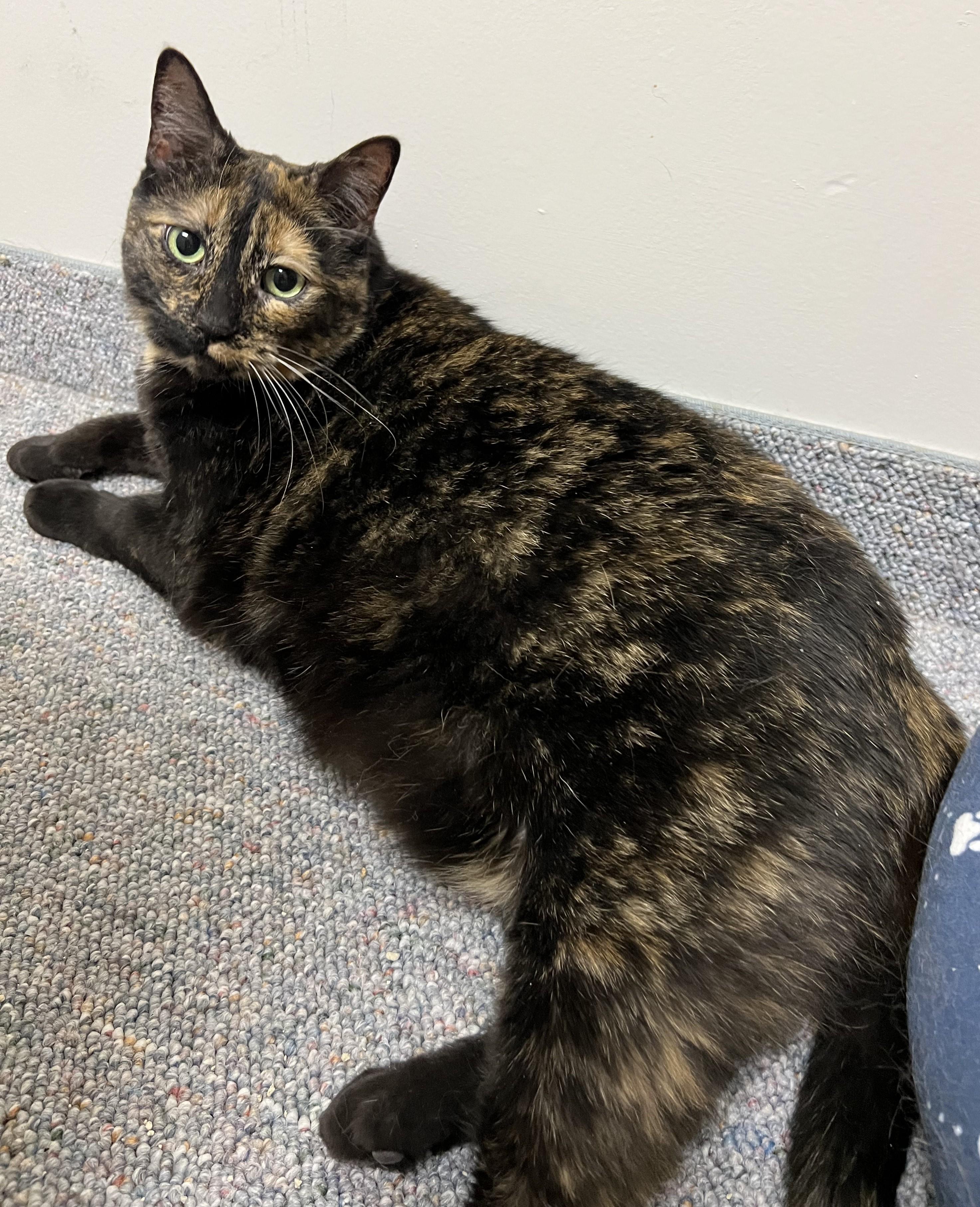 Enlarge Boots, a Adoptable Tortoiseshell in Avon, NY image 2/2