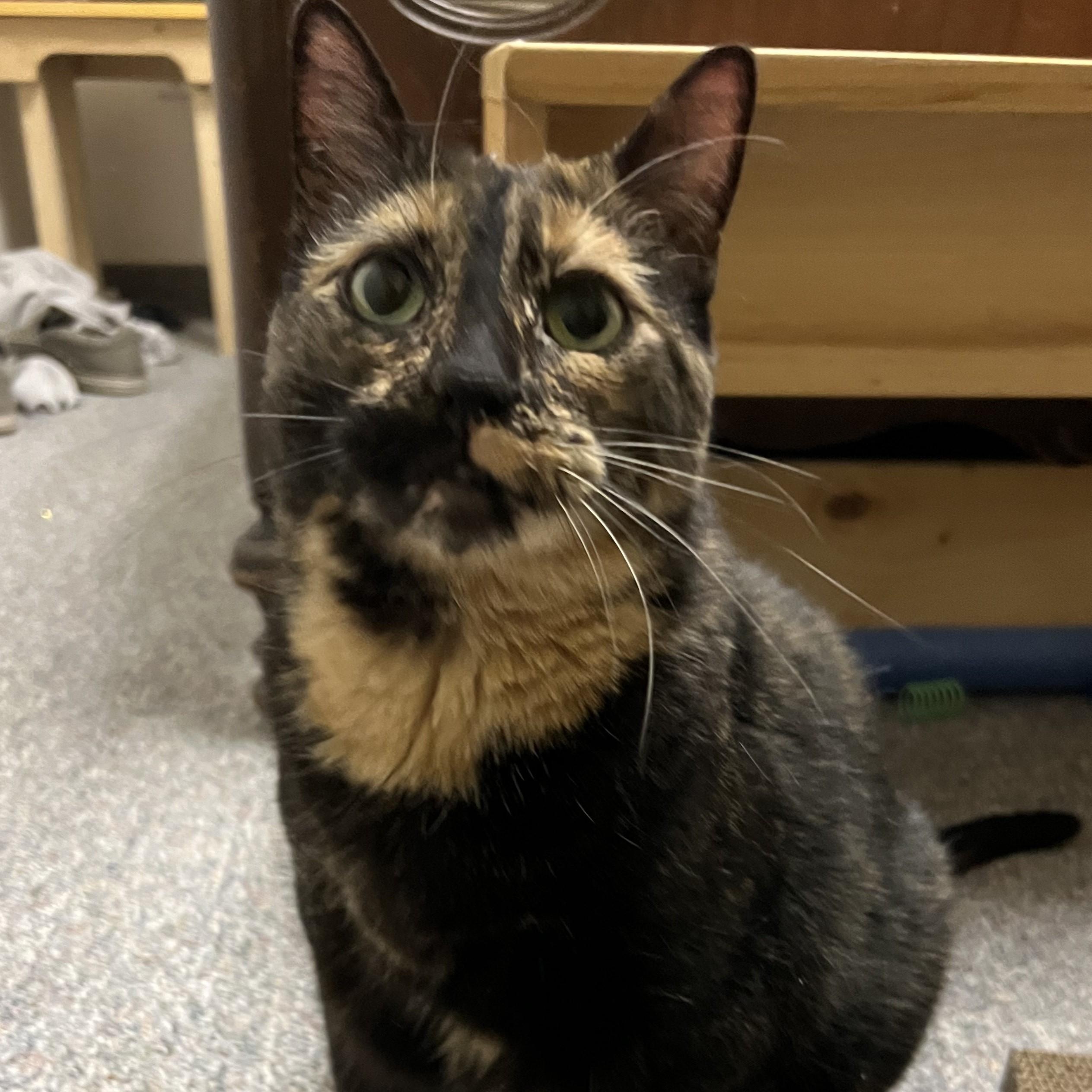 Boots, Adoptable, Senior Female Tortoiseshell.