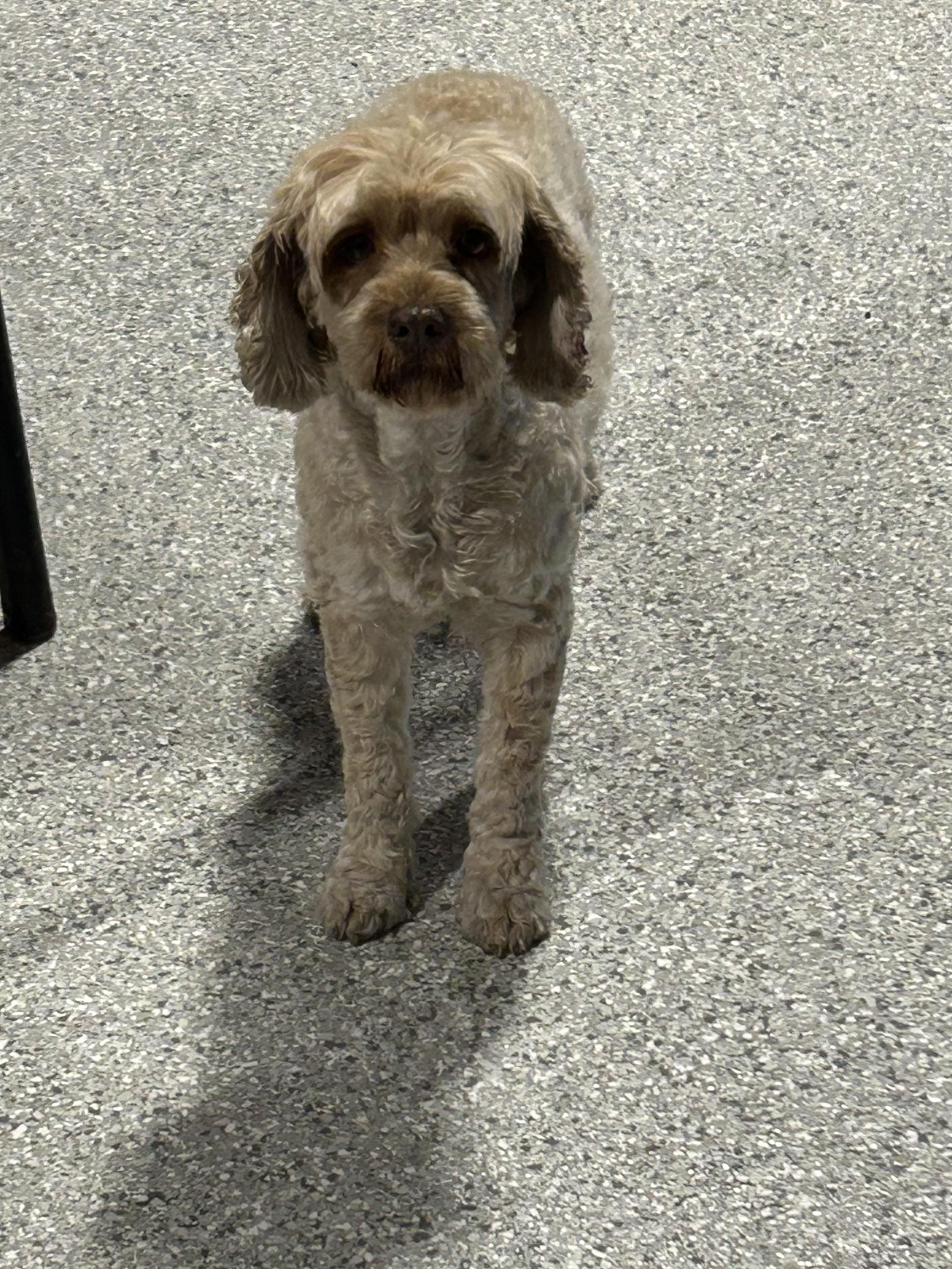 Crissy, Adoptable, Adult Female Cockapoo.