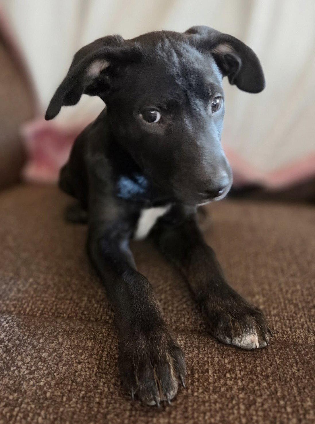 Enlarge Oreo, a Adoptable Labrador Retriever in Cottage Grove, MN image 1/3