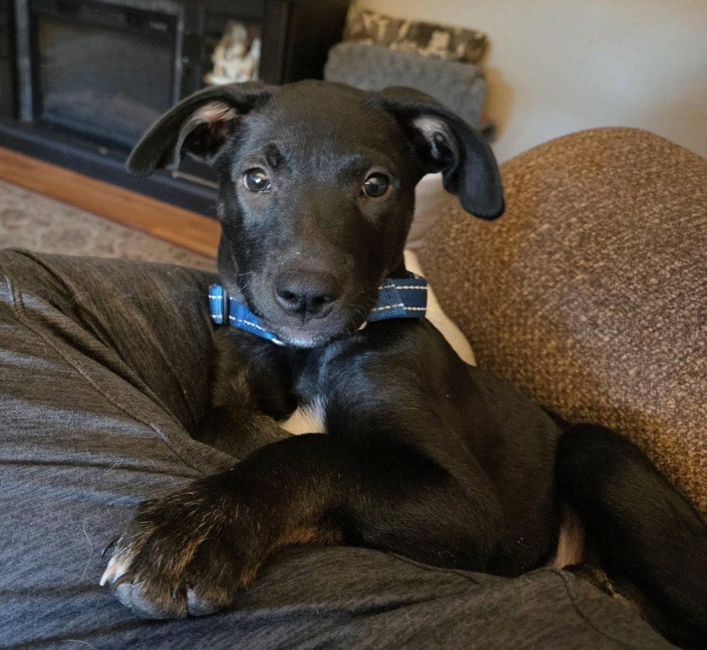 Enlarge Oreo, a Adoptable Labrador Retriever in Cottage Grove, MN image 2/3