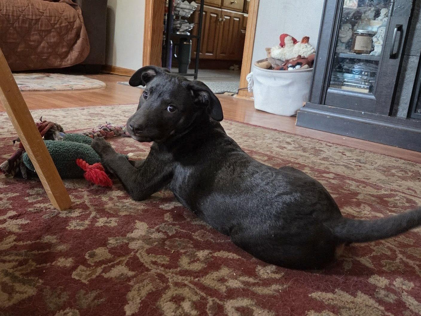 Enlarge Oreo, a Adoptable Labrador Retriever in Cottage Grove, MN image 3/3