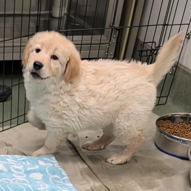 Enlarge Tater A216361, an adopted mixed breed in Plano, TX image 1/1