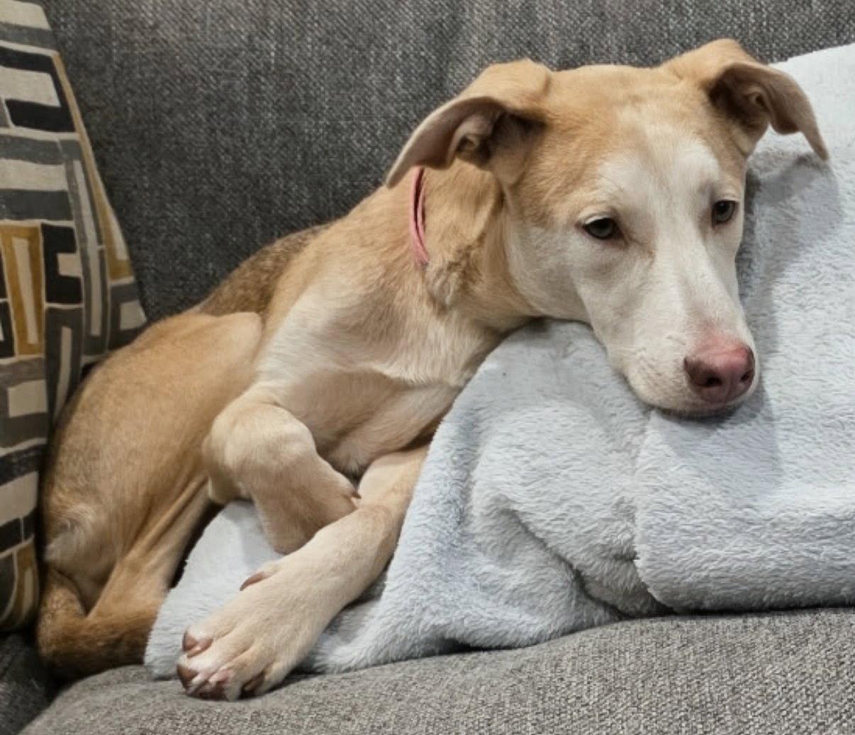 Tilly, Adoptable, Young Female Labrador Retriever.