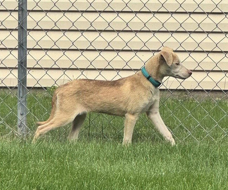 Enlarge Tilly, a Adoptable Labrador Retriever in Cottage Grove, MN image 1/3