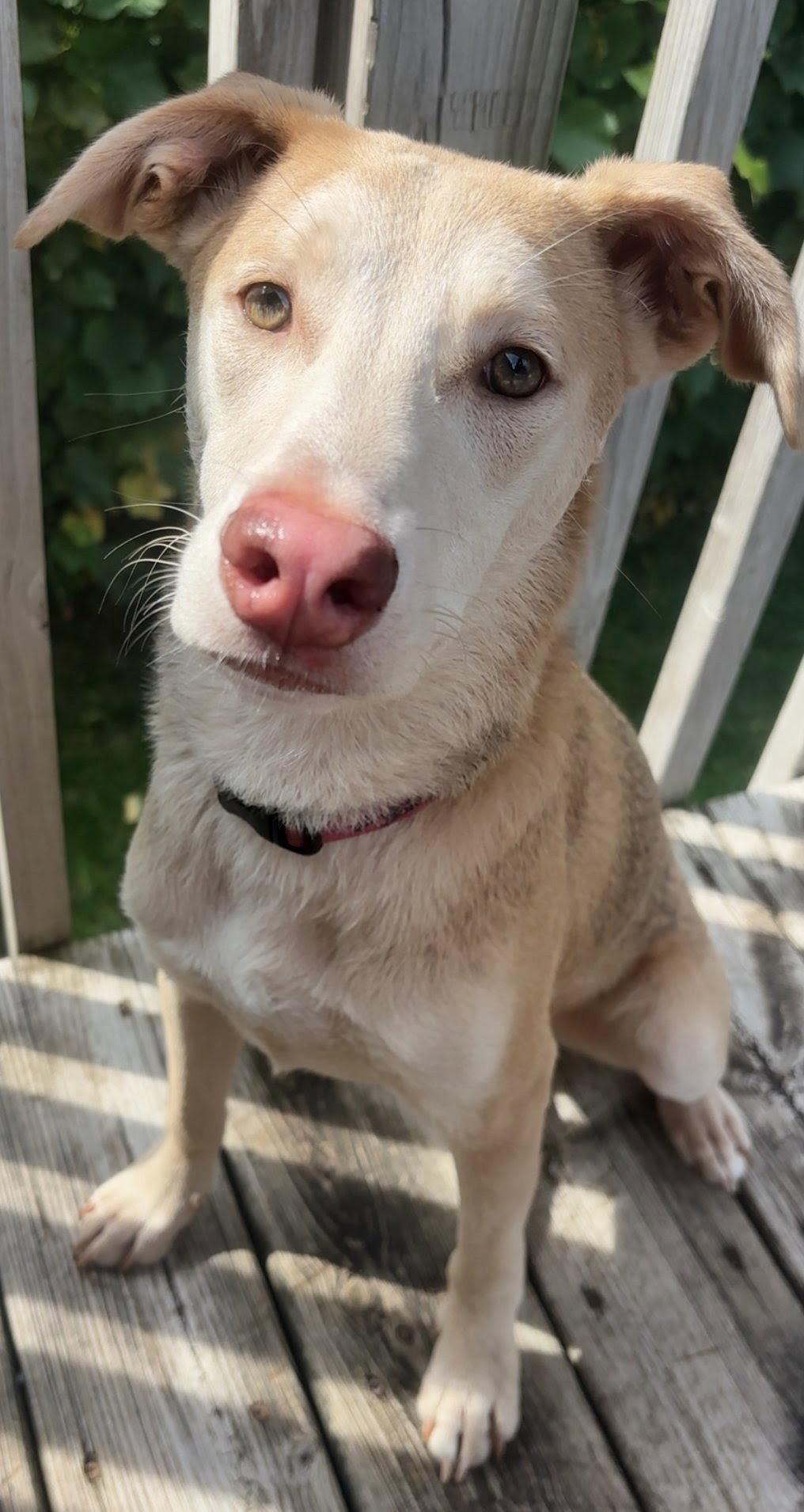 Enlarge Tilly, a Adoptable Labrador Retriever in Cottage Grove, MN image 2/3