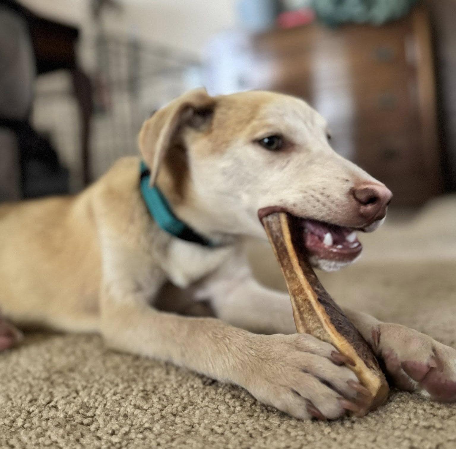 Tilly, Adoptable, Young Female Labrador Retriever.