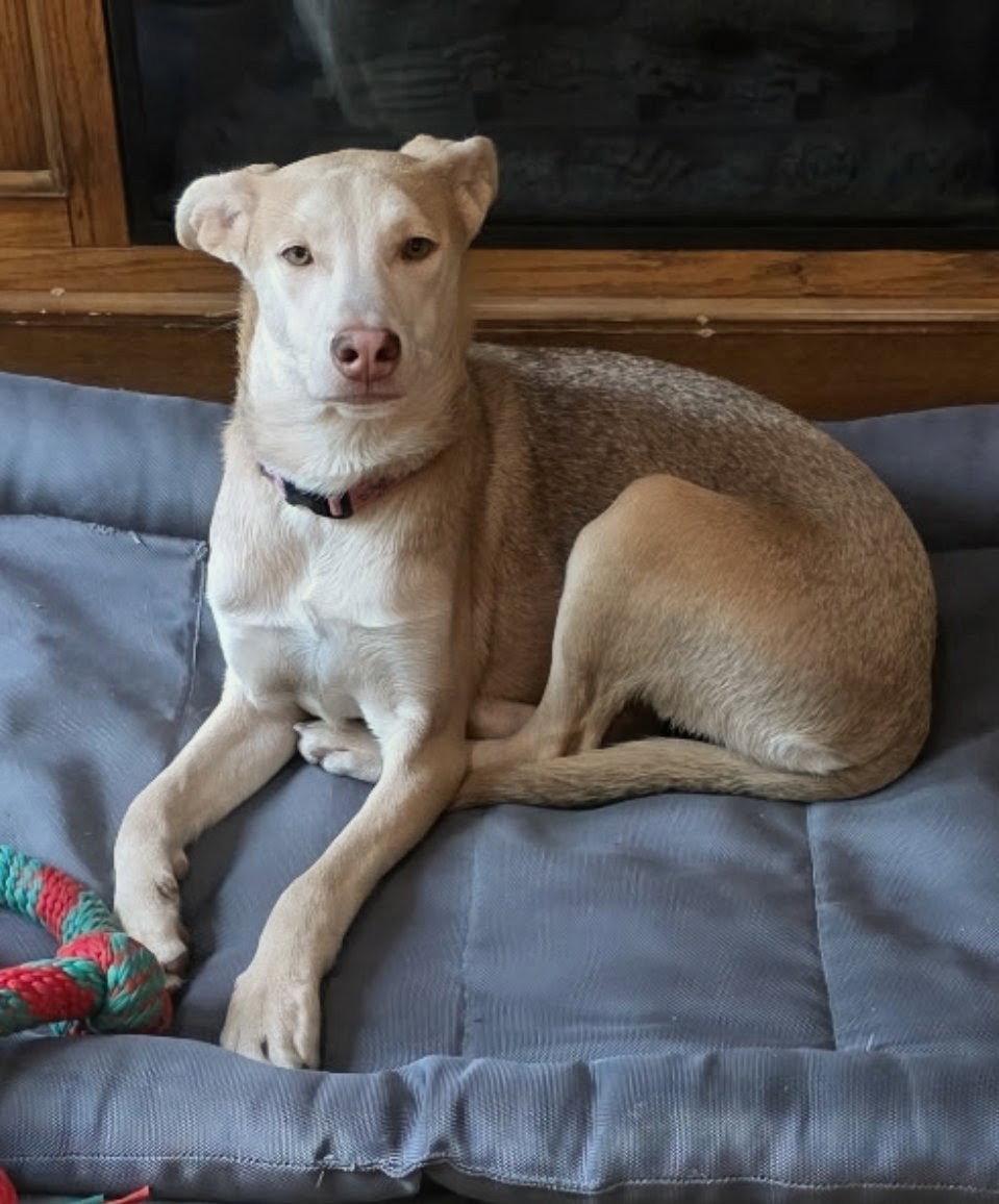 Enlarge Tilly, a Adoptable Labrador Retriever in Cottage Grove, MN image 3/3