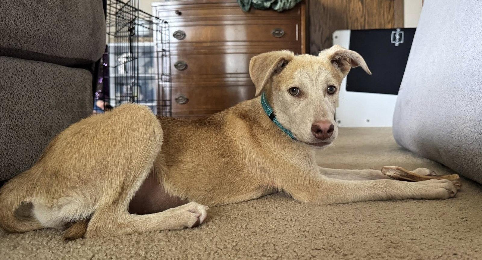 Enlarge Tilly, a Adoptable Labrador Retriever in Cottage Grove, MN image 3/3