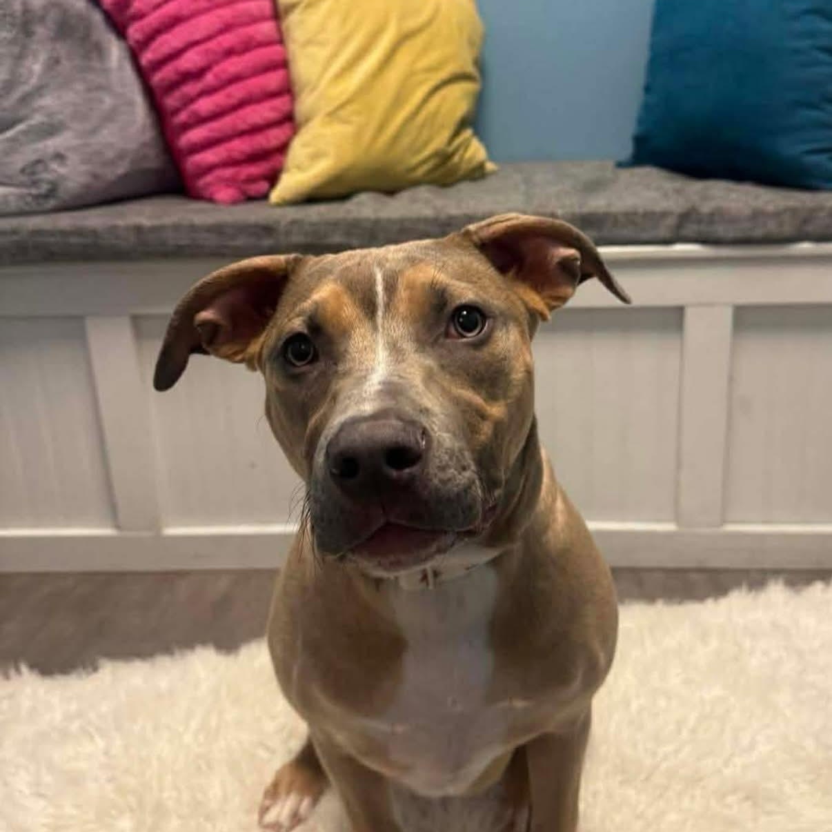 Enlarge Harley, a Adoptable mixed breed in Cumberland, RI image 3/6