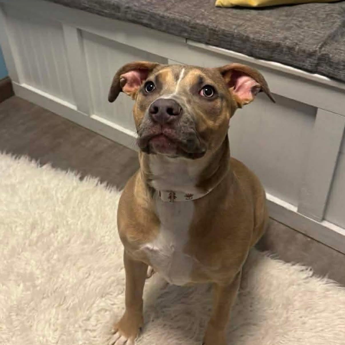 Enlarge Harley, a Adoptable mixed breed in Cumberland, RI image 4/6