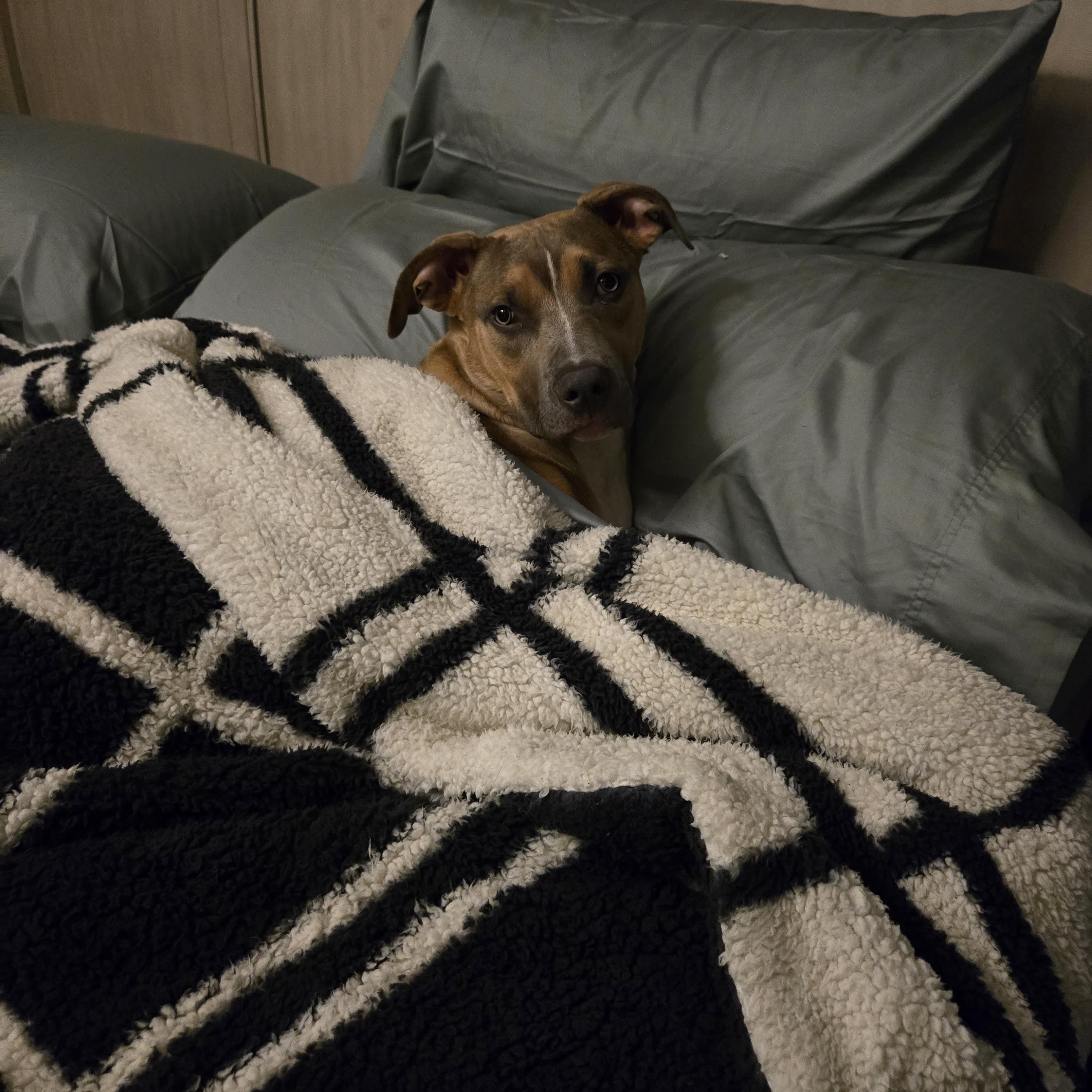 Enlarge Harley, a Adoptable mixed breed in Cumberland, RI image 6/6