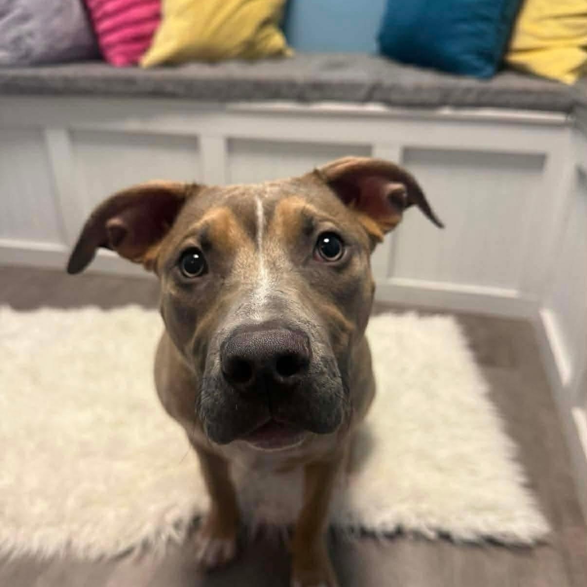 Enlarge Harley, a Adoptable mixed breed in Cumberland, RI image 2/6