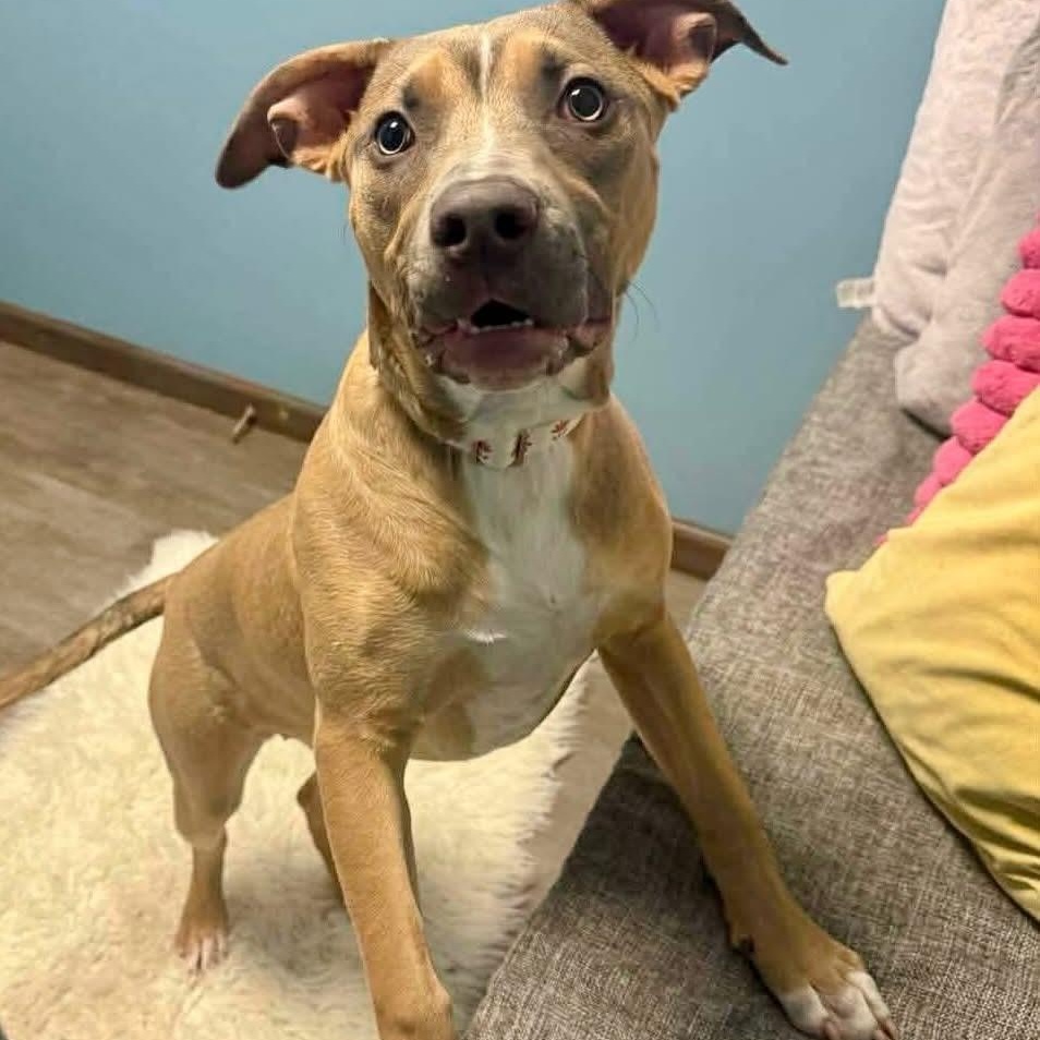 Enlarge Harley, a Adoptable mixed breed in Cumberland, RI image 5/6