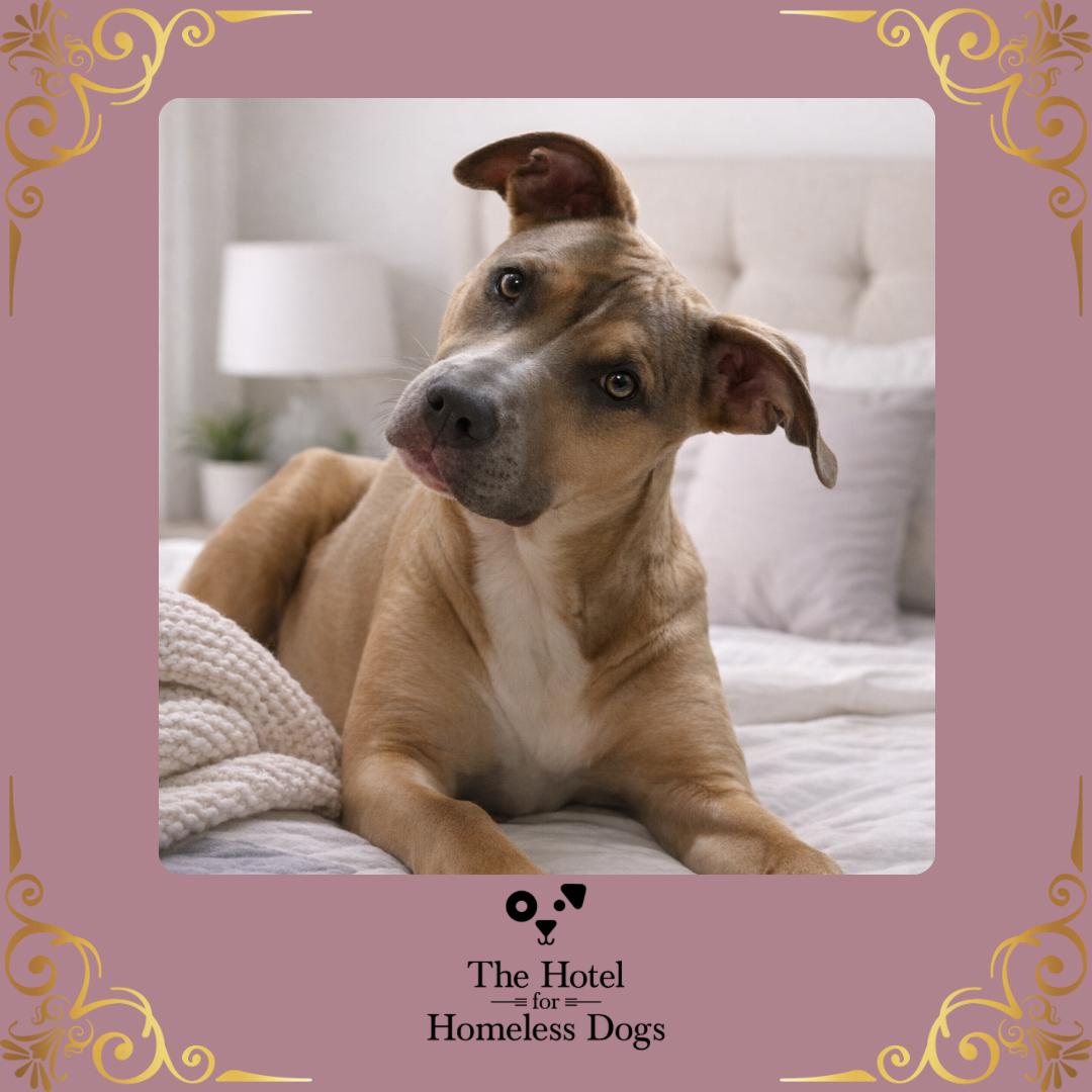 Enlarge Sky, a Adoptable mixed breed in Cumberland, RI image 1/6