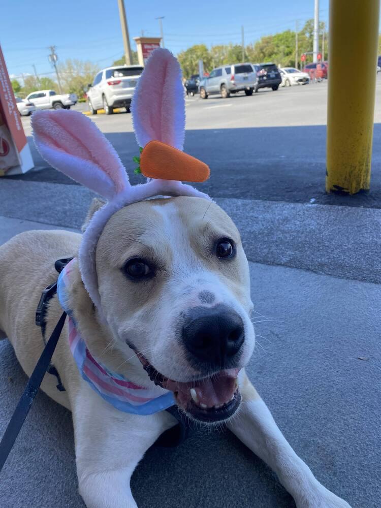 Benny, Adoptable, Young Male Beagle & American Bulldog.