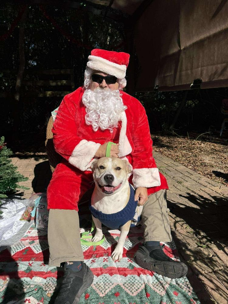 Benny, Adoptable, Young Male Beagle & American Bulldog.