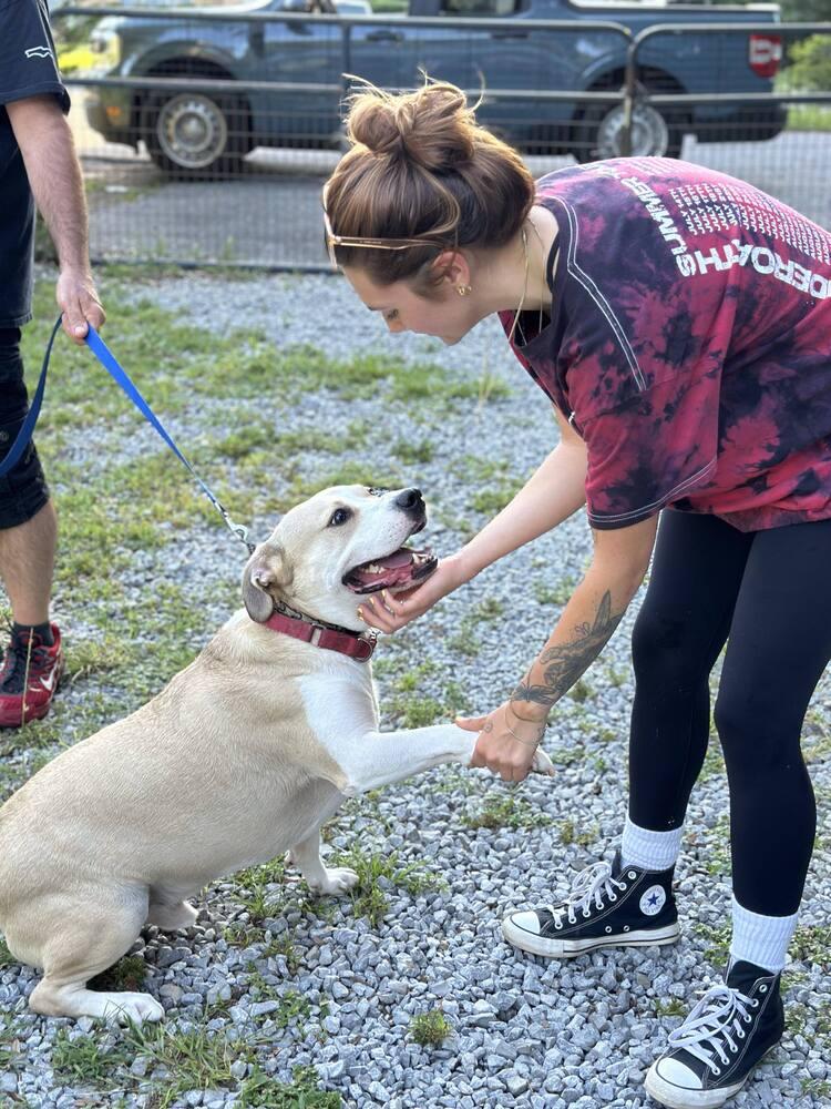 Benny, Adoptable, Young Male Beagle & American Bulldog.