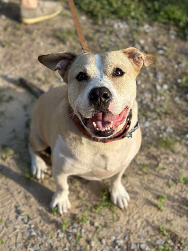 Enlarge Benny, a Adoptable mixed breed in Milton, FL image 5/6