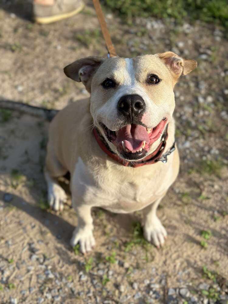 Enlarge Benny, a Adoptable mixed breed in Milton, FL image 6/6