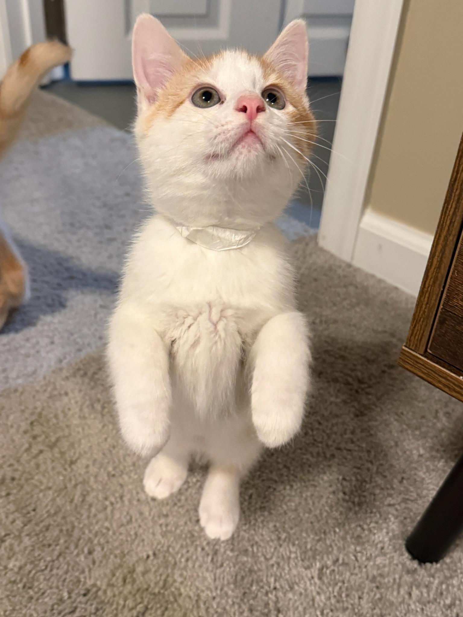 Augustus must be adopted as a pair, an adopted Domestic Short Hair in Ellicott City, MD image 2/3