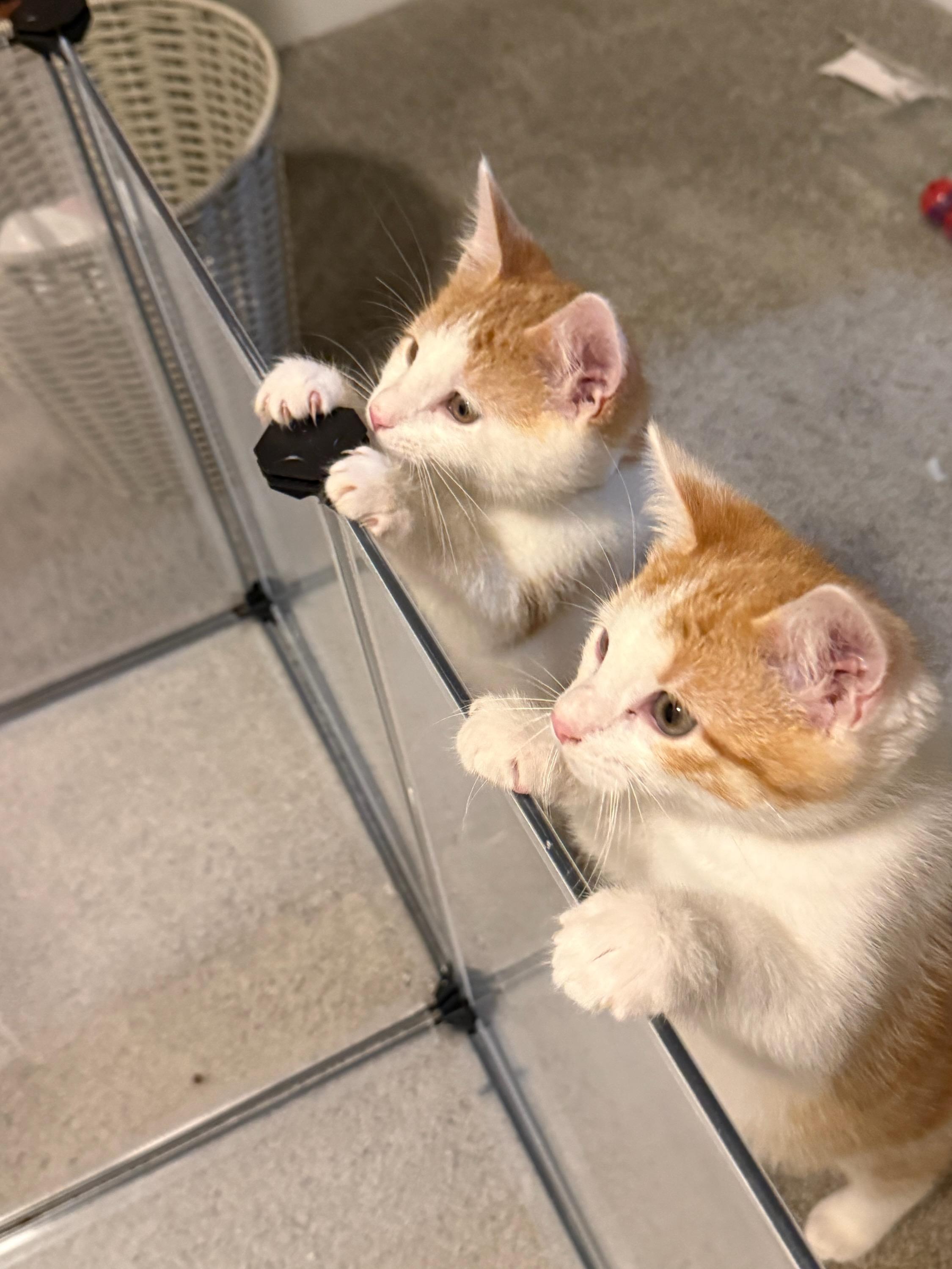 Augustus must be adopted as a pair, an adopted Domestic Short Hair in Ellicott City, MD image 3/3