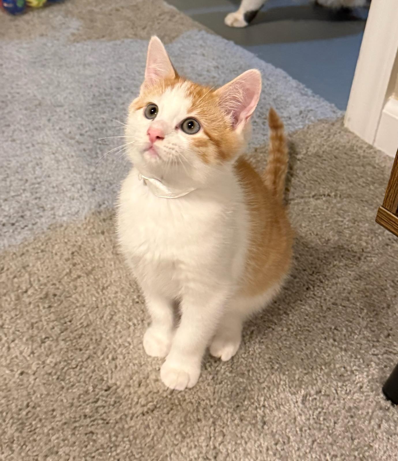 Augustus must be adopted as a pair, adopted, Kitten Male Domestic Short Hair.