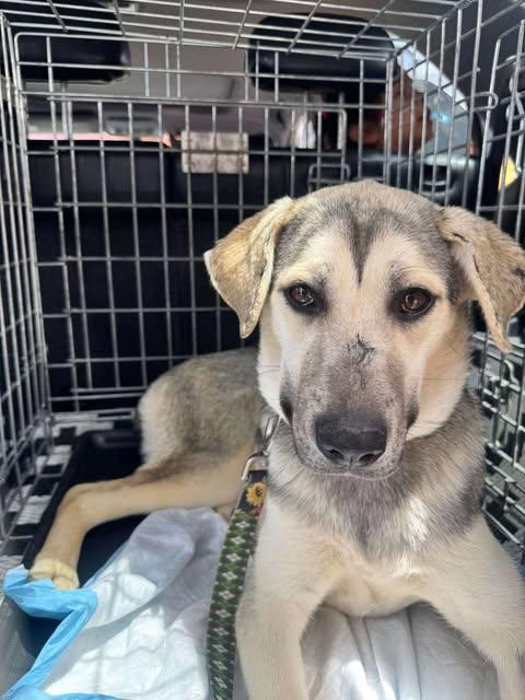 Maddex, Adoptable, Young Female German Shepherd Dog & Husky.