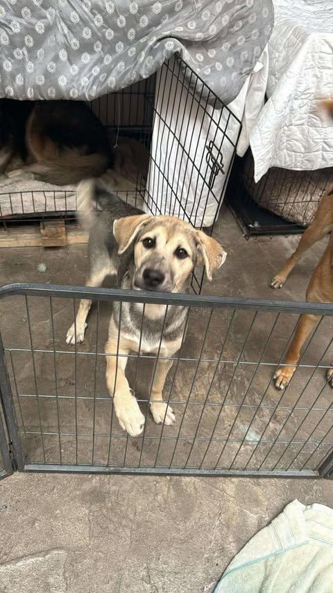 Enlarge Maddex, a Adoptable mixed breed in San Diego, CA image 2/3