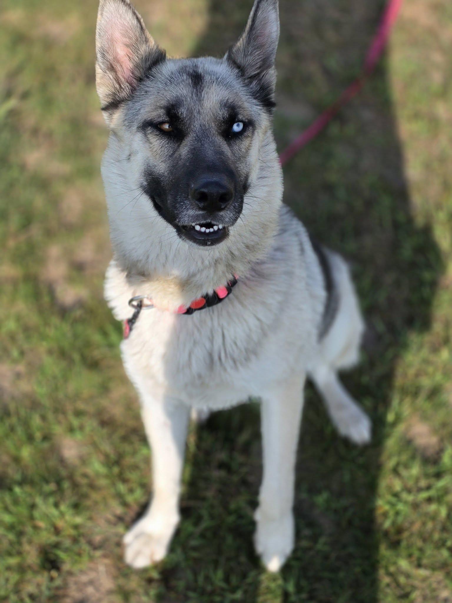 Winnie, ADOPTABLE, Adult Female Husky & German Shepherd Dog.